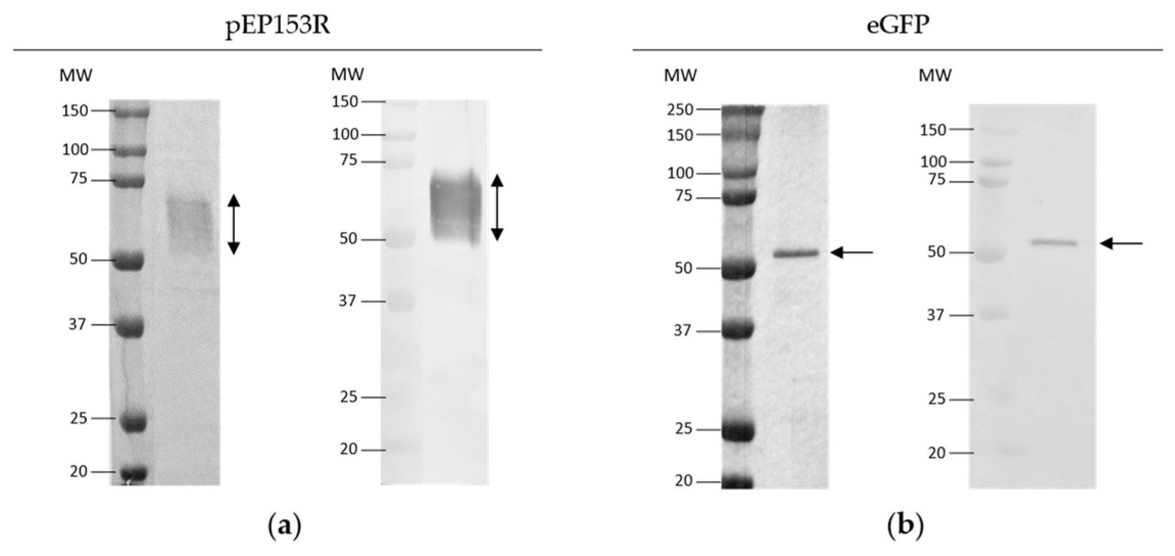 Vaccines 13 00211 g001
