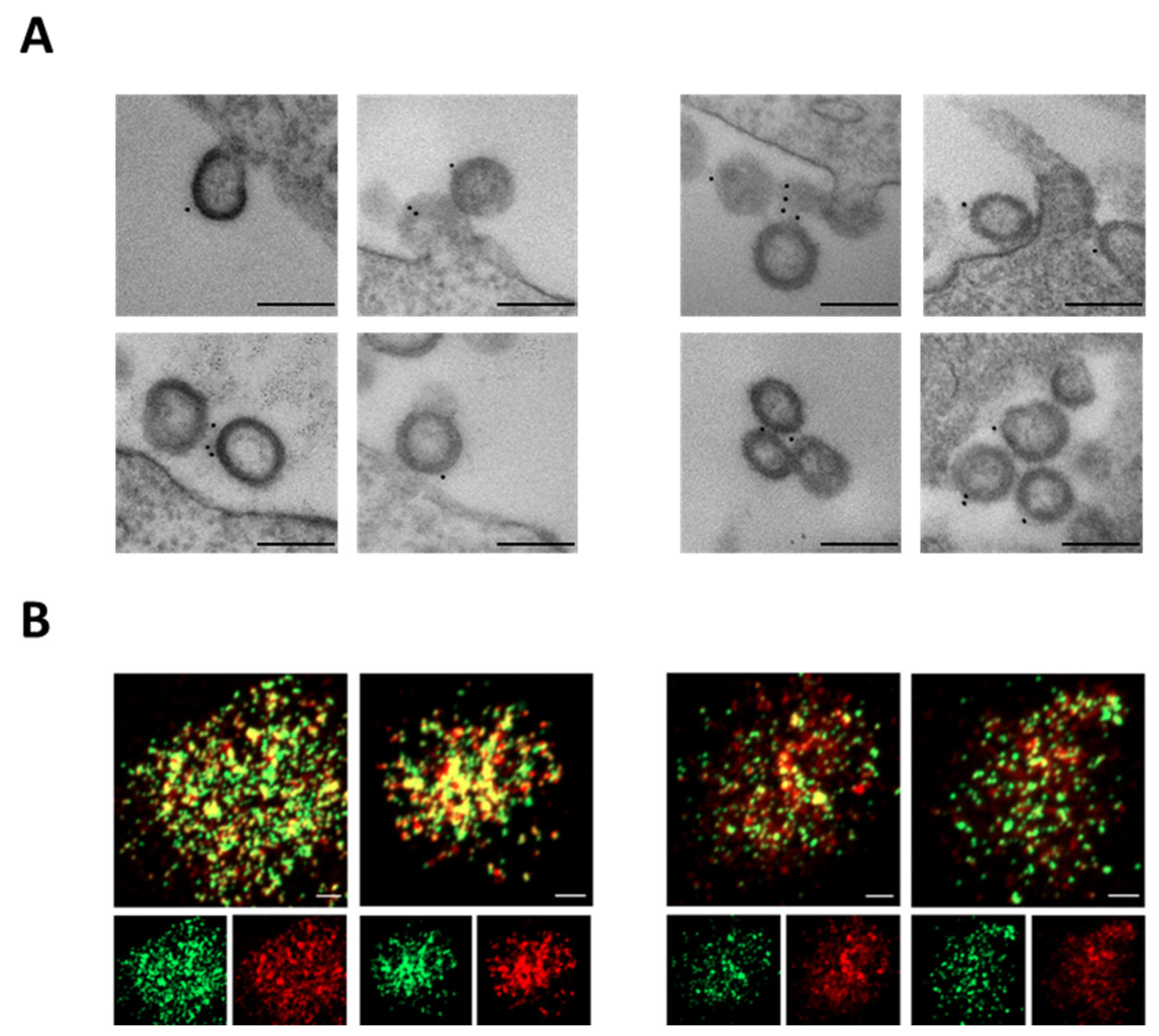 Vaccines 13 00216 g002