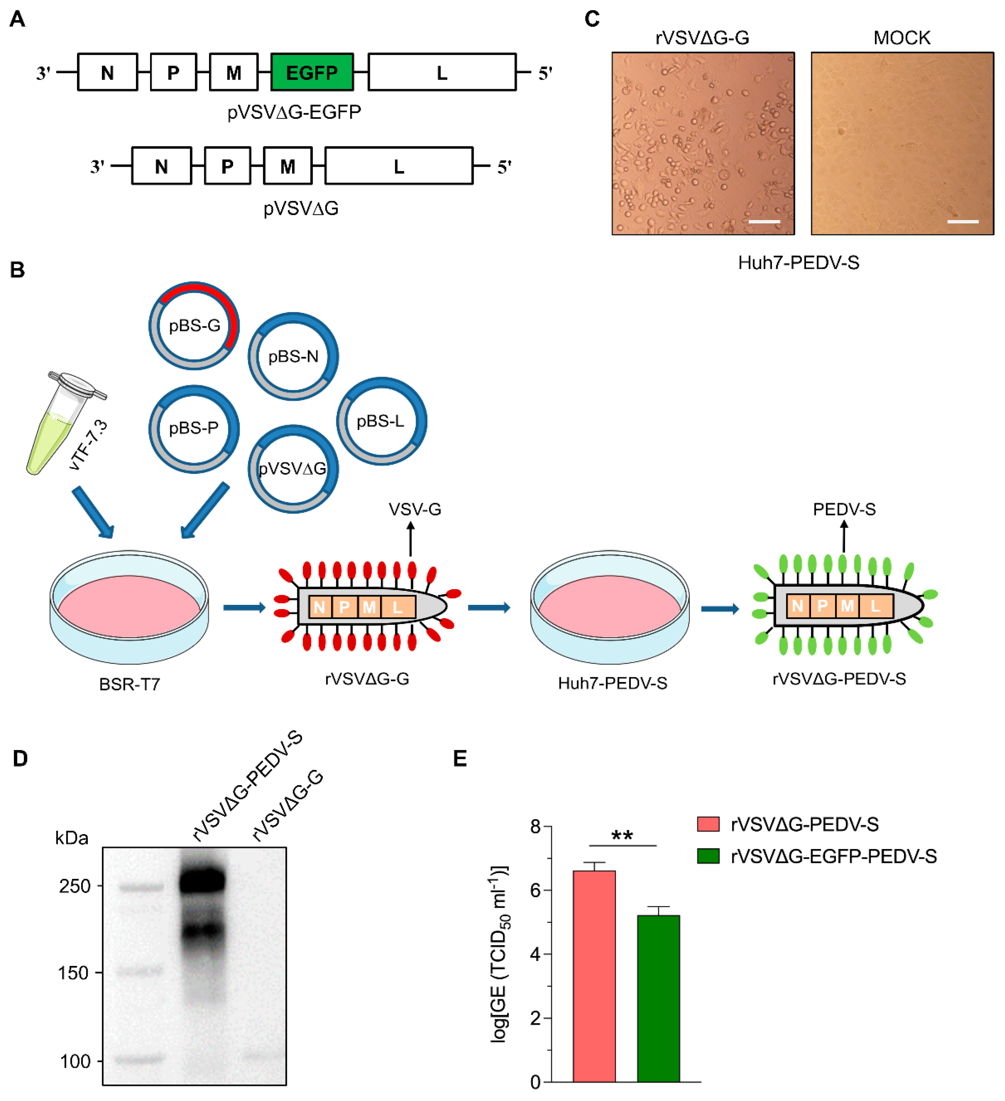 Vaccines 13 00223 g002