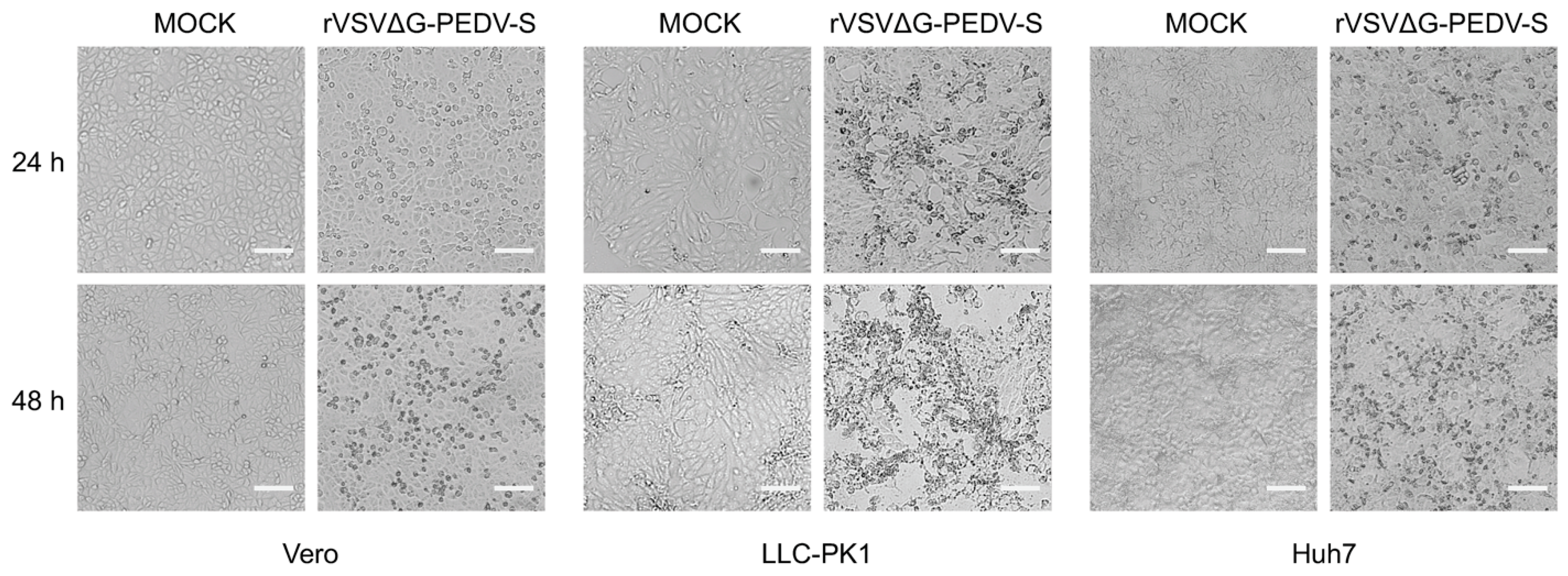 Vaccines 13 00223 g003