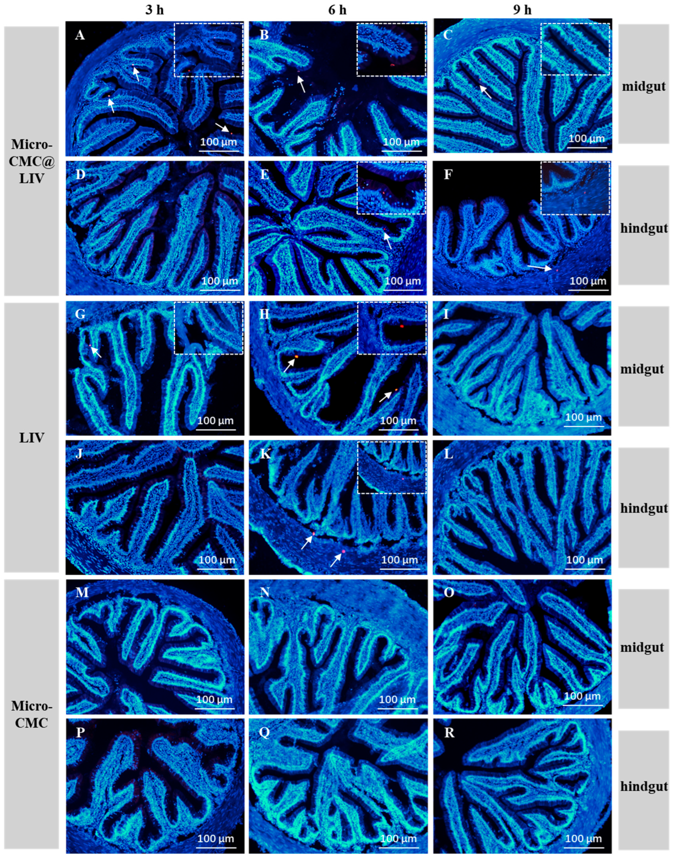 Vaccines 13 00233 g005