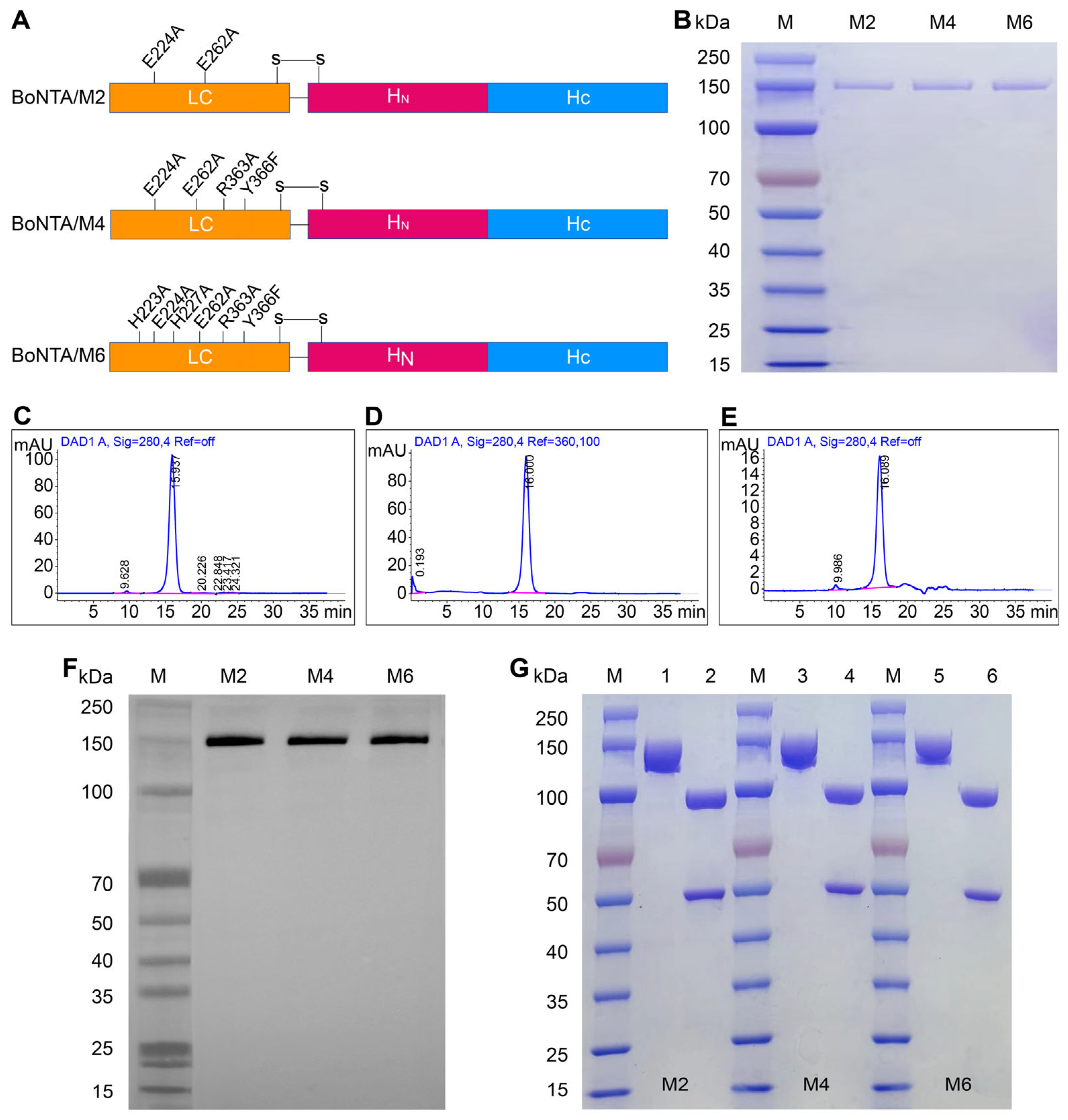 Vaccines 13 00243 g001
