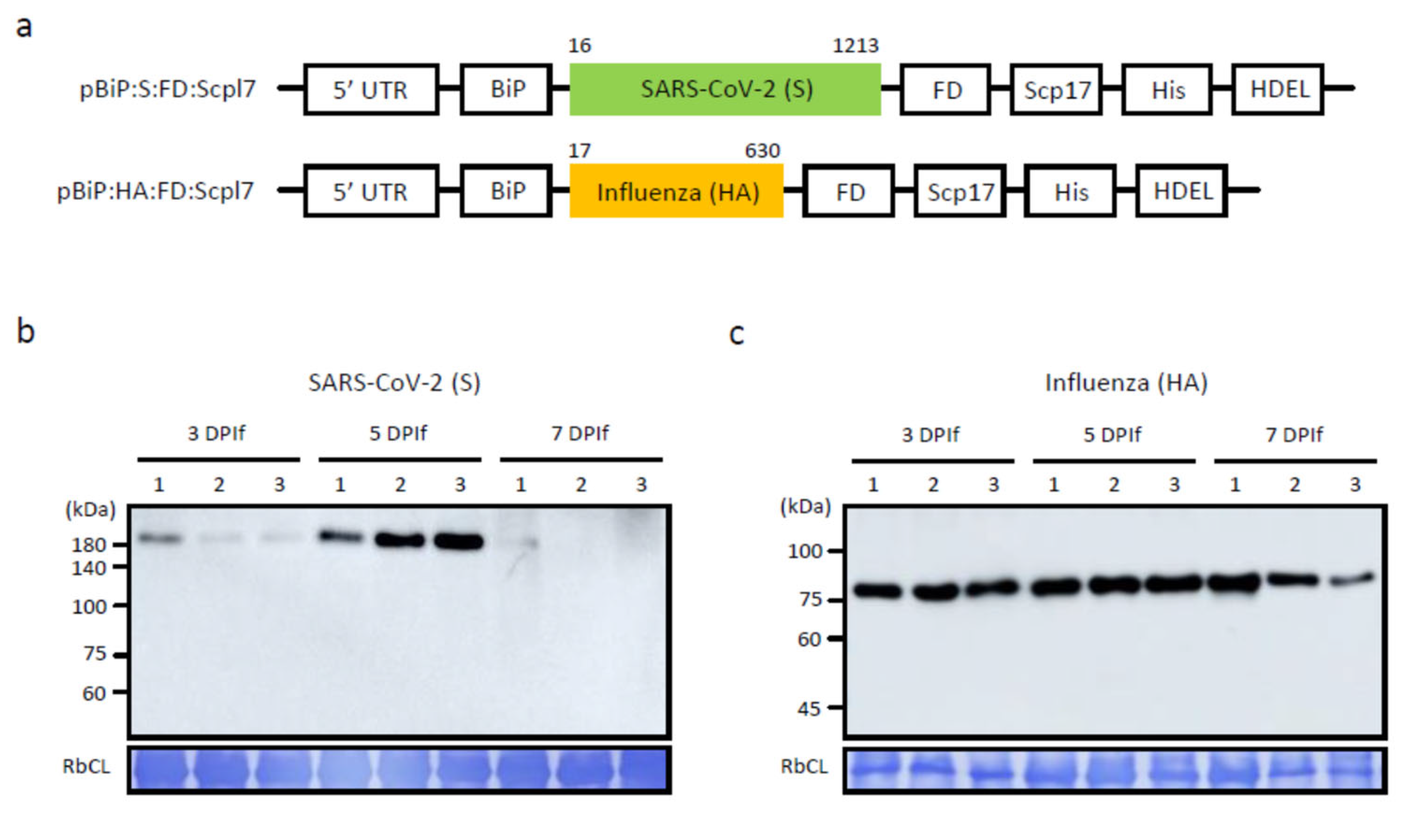 Vaccines 13 00254 g001