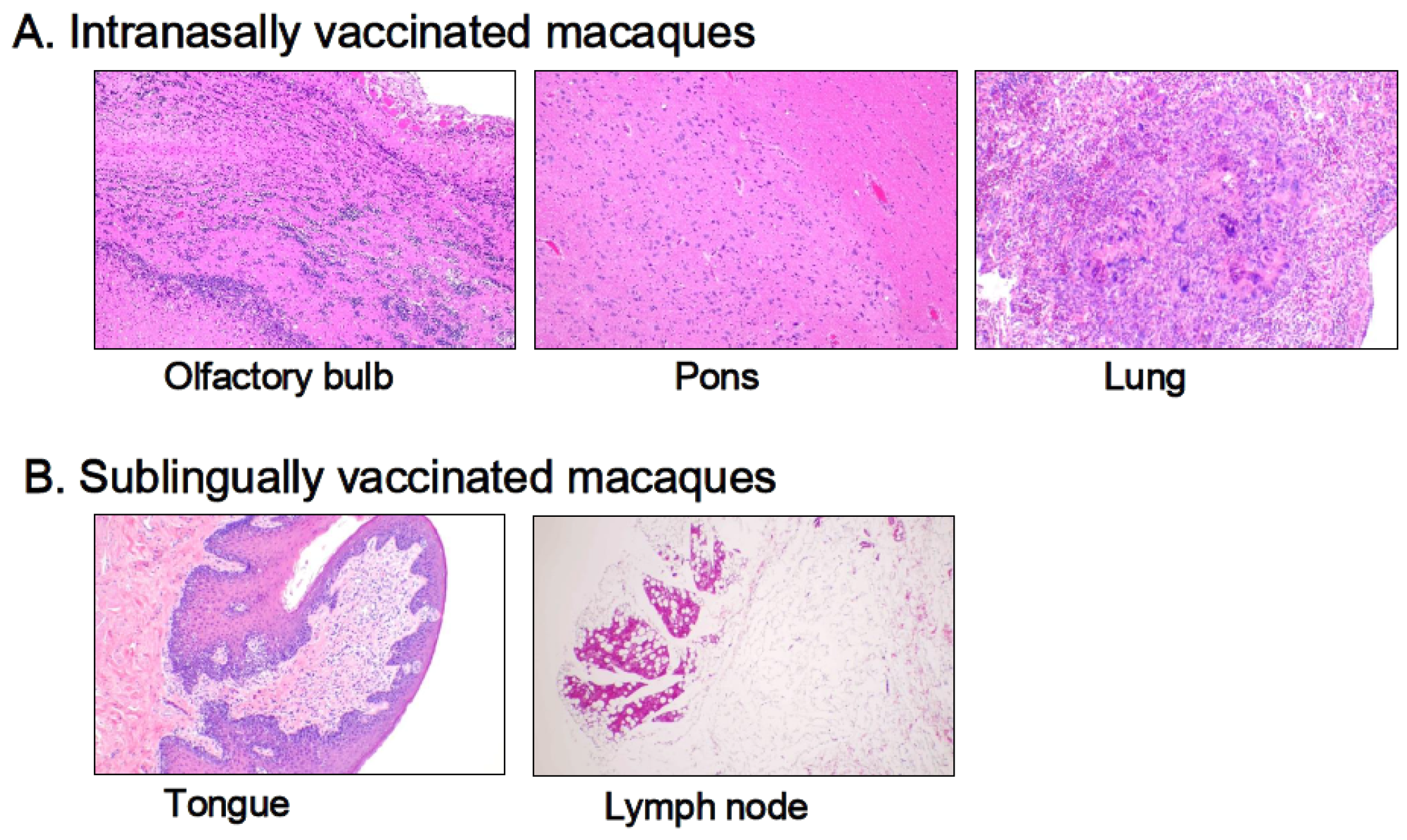 Vaccines 13 00261 g005