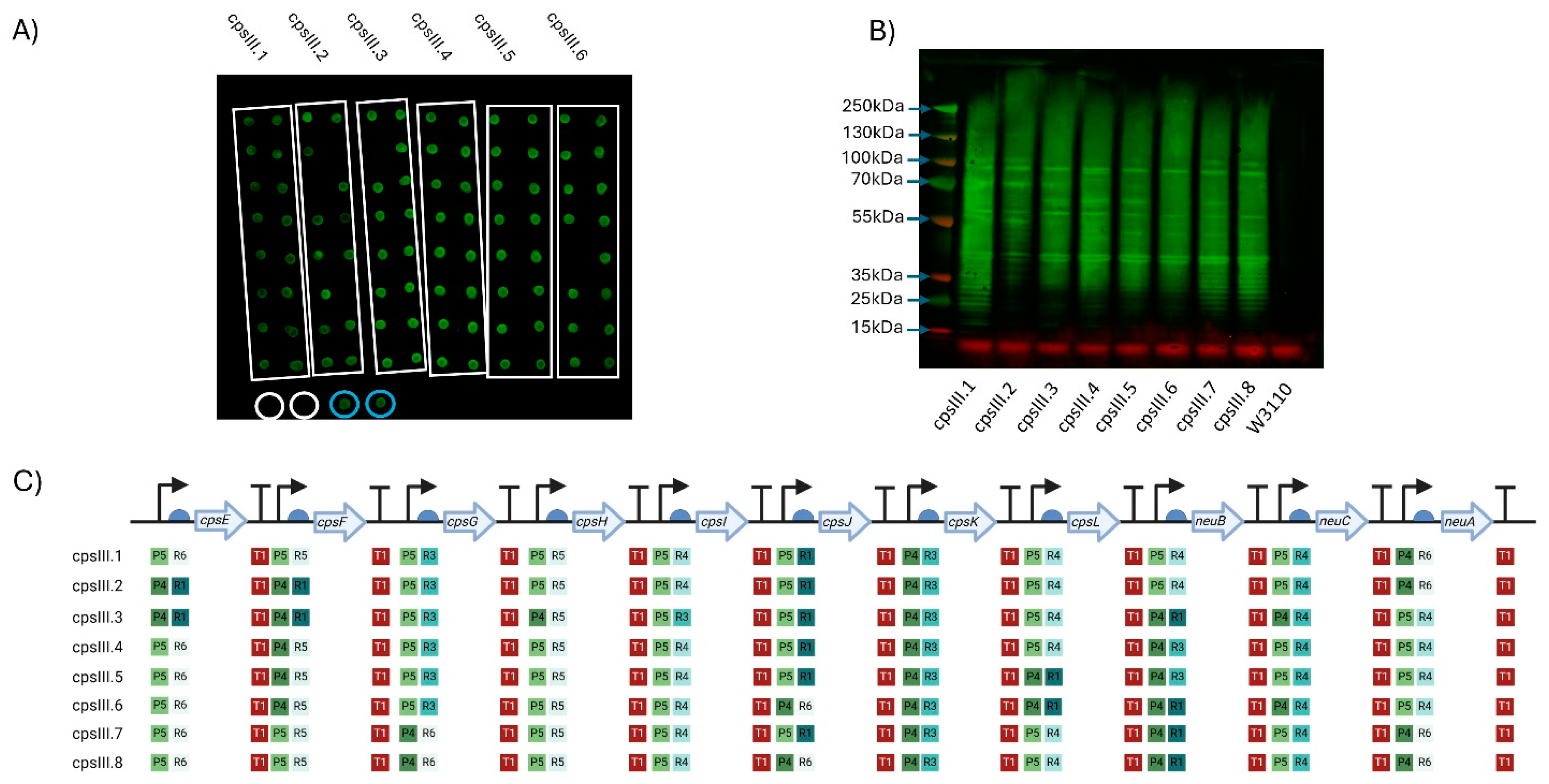 Vaccines 13 00279 g002