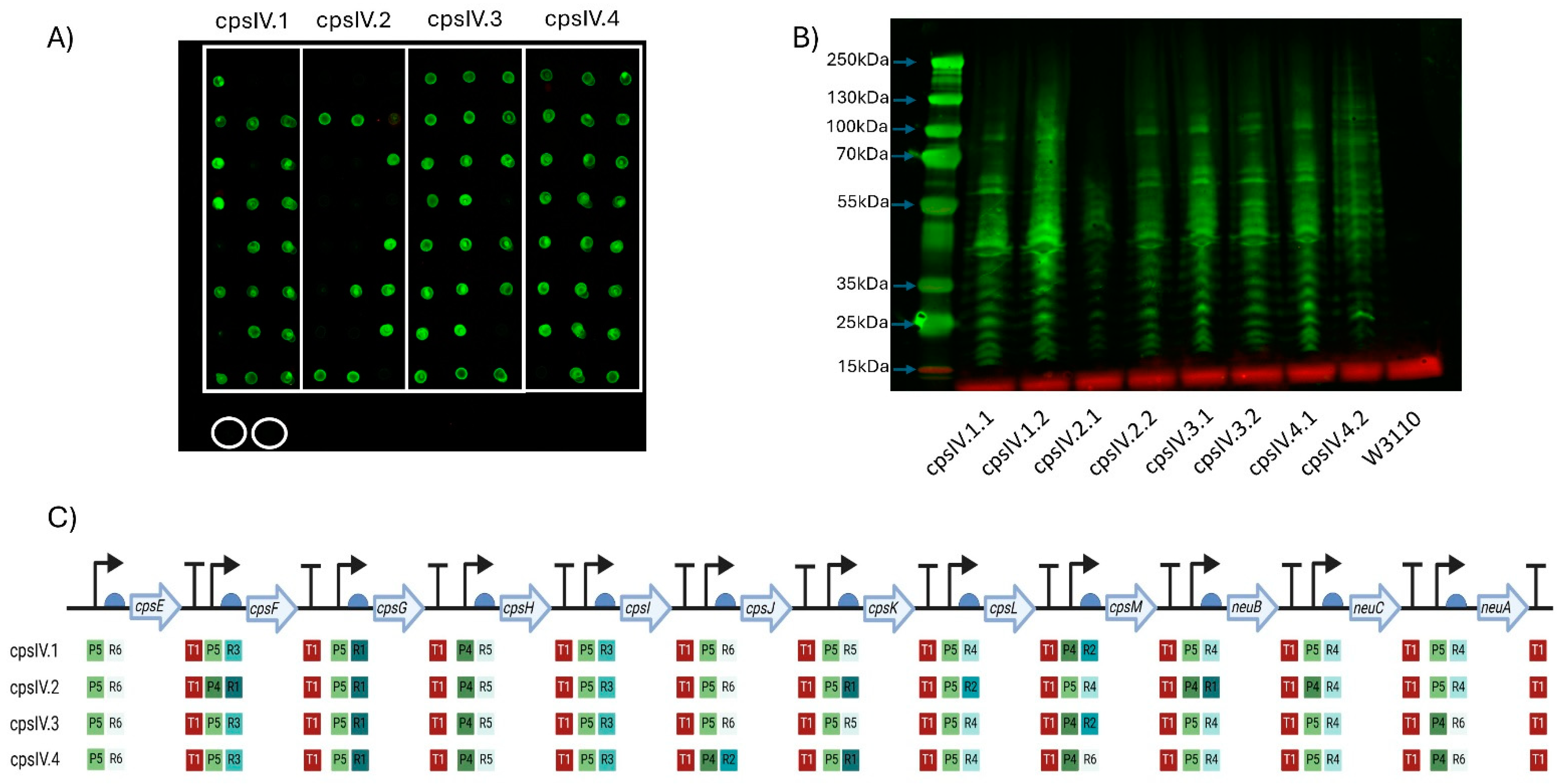 Vaccines 13 00279 g003