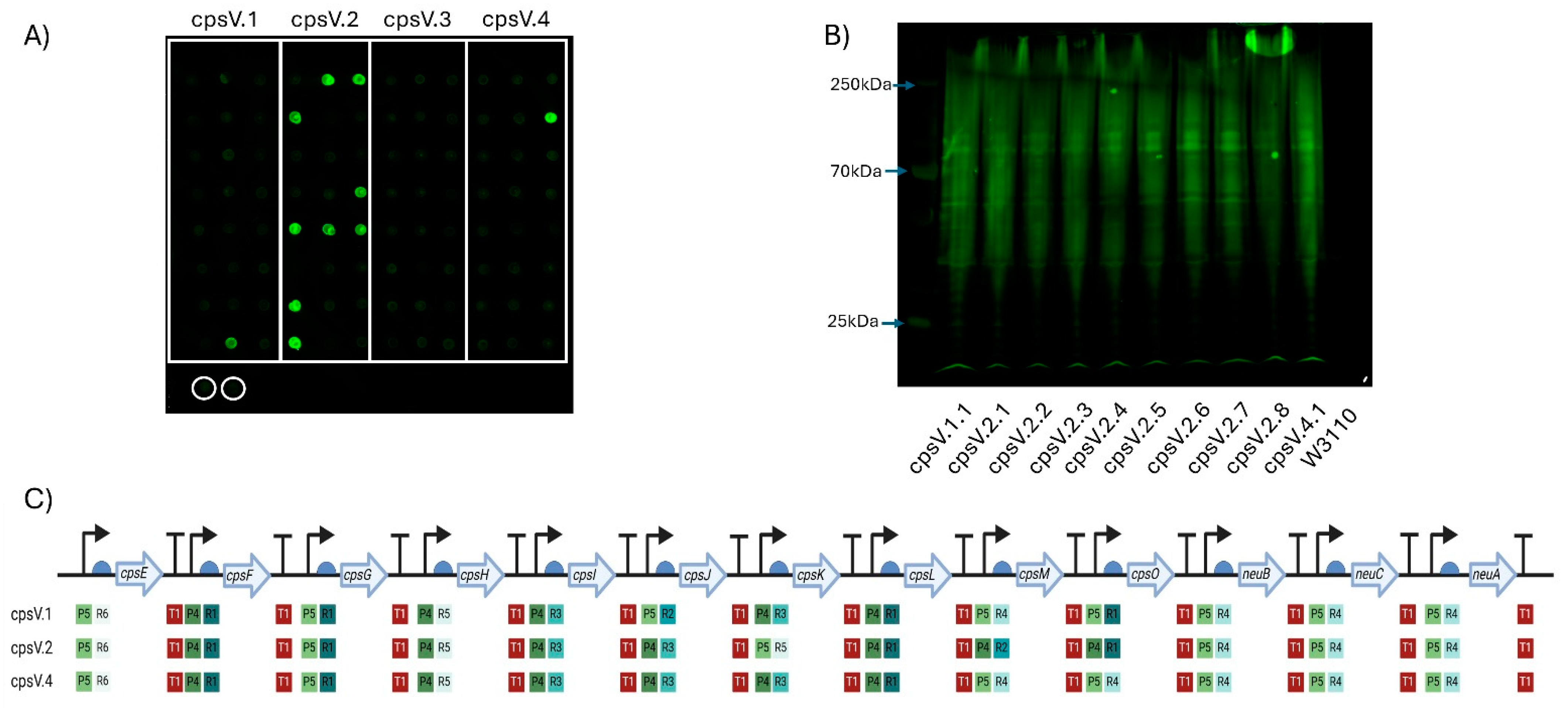Vaccines 13 00279 g004