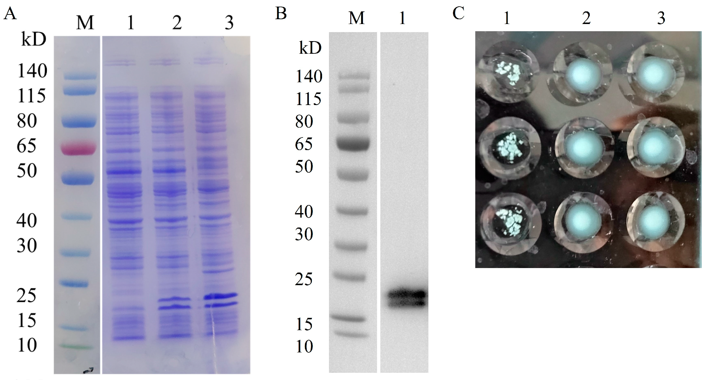 Vaccines 13 00280 g004