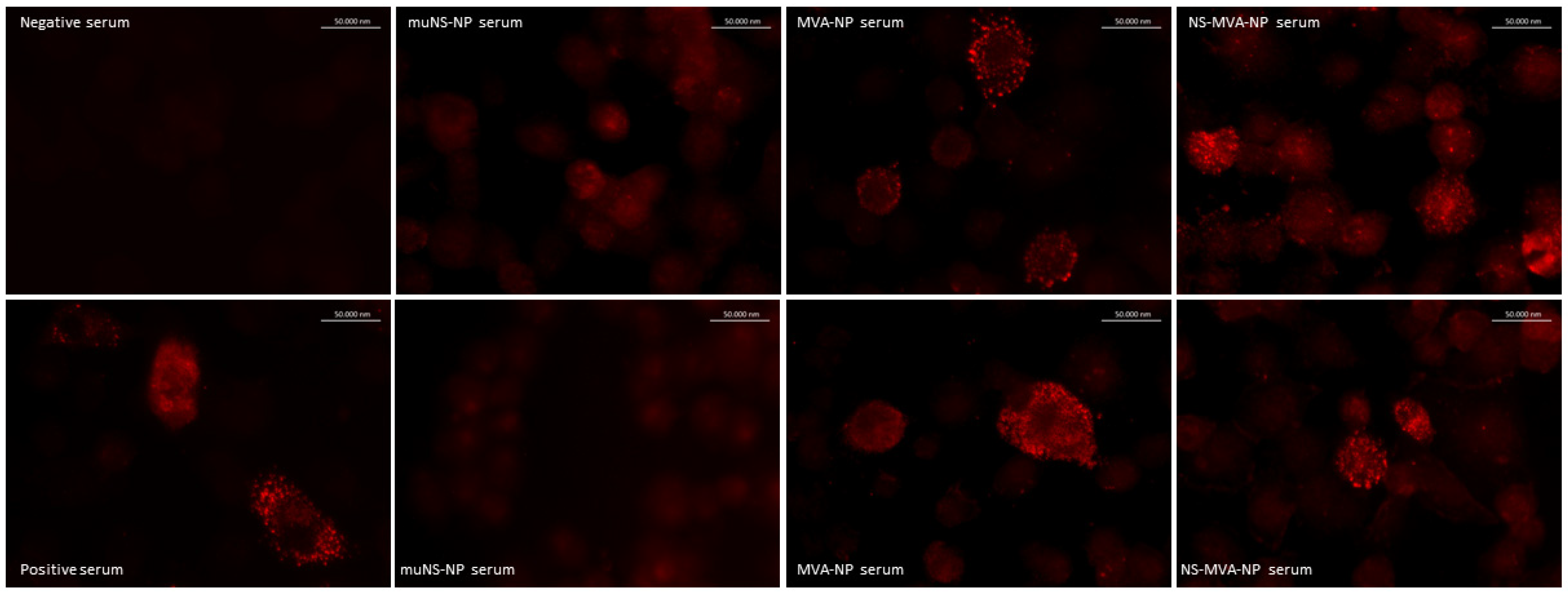 Vaccines 13 00291 g005
