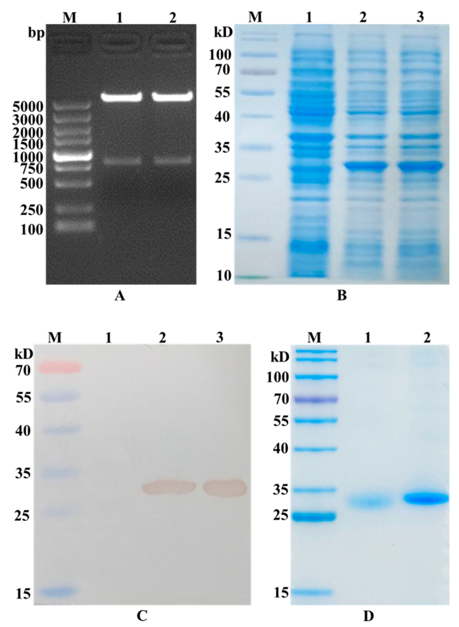 Vaccines 13 00294 g002