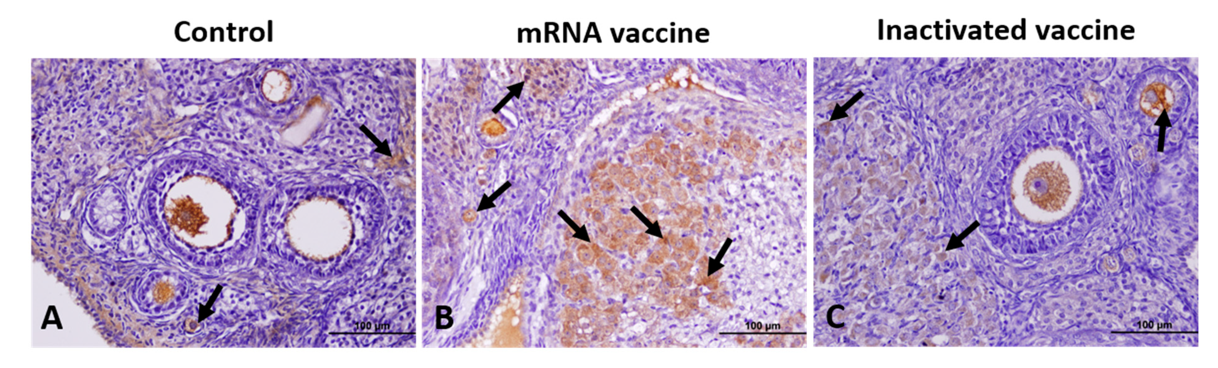 Vaccines 13 00345 g003
