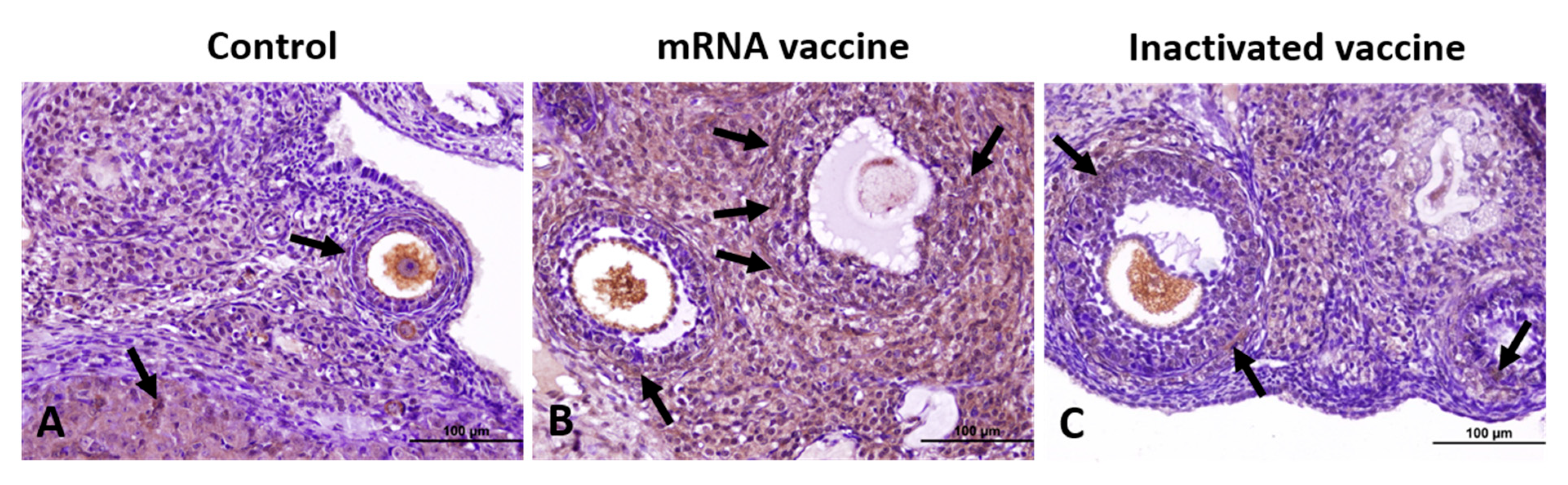 Vaccines 13 00345 g004