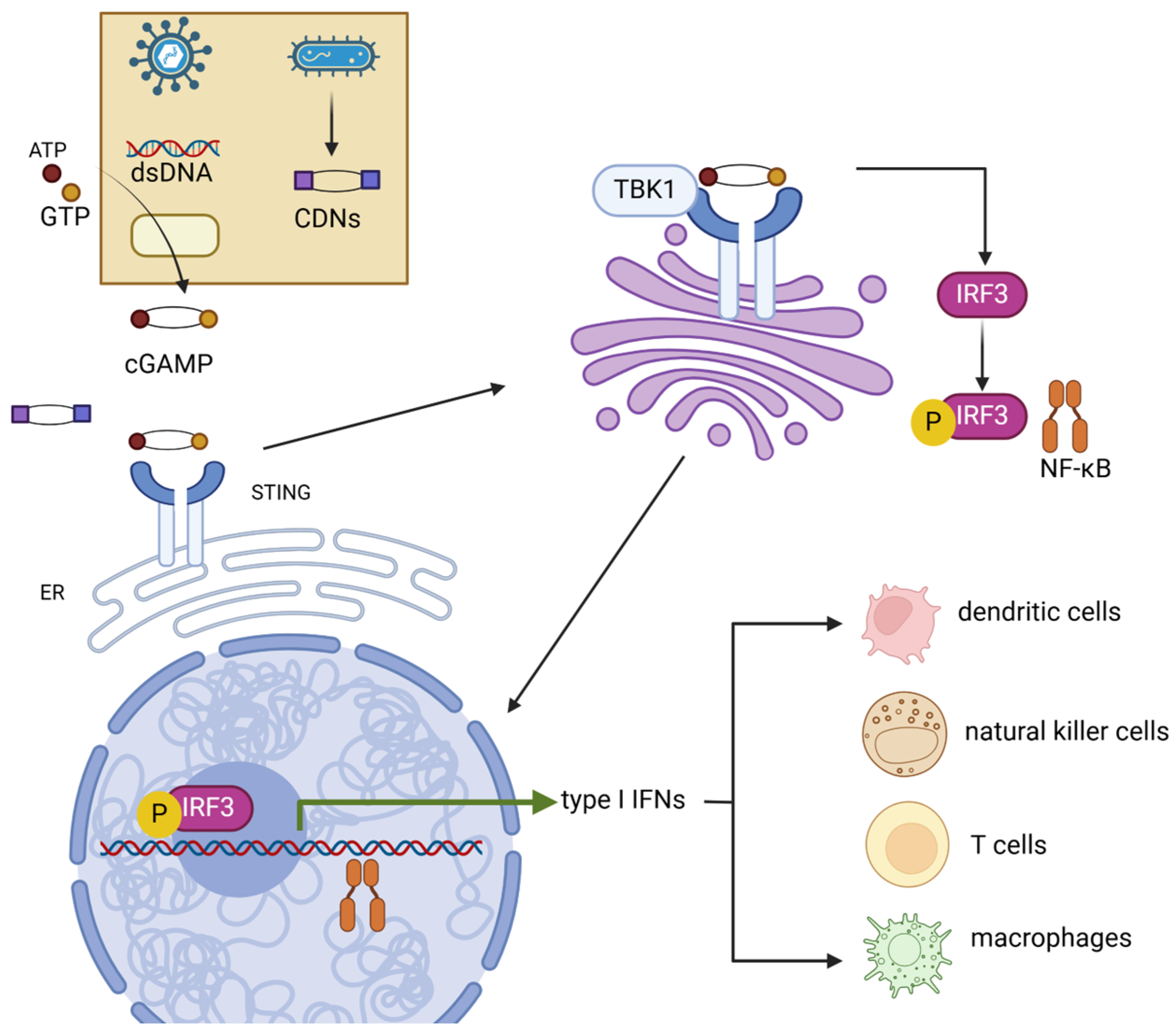 Vaccines 13 00371 g001