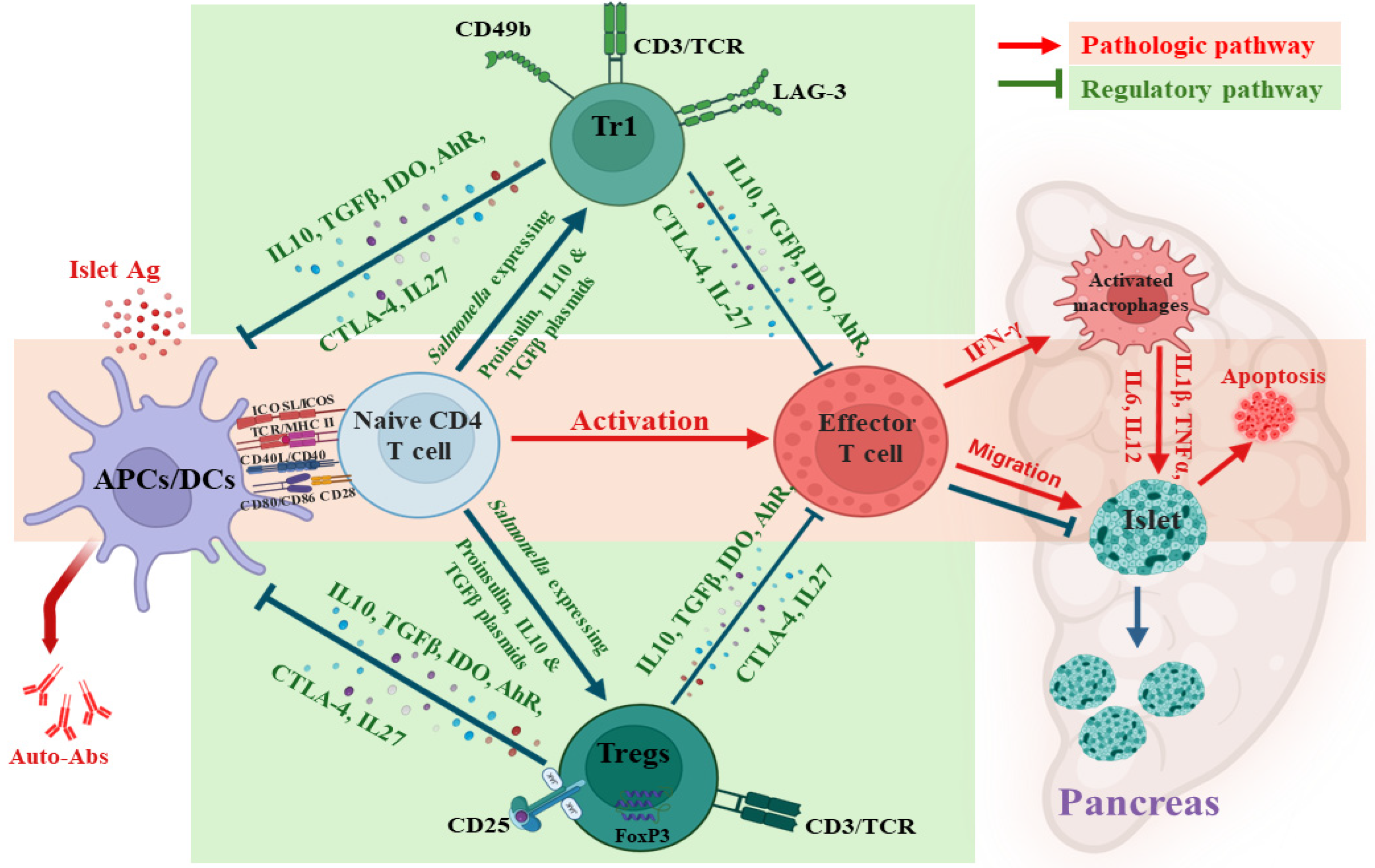 Vaccines 13 00405 g003 Vaccines 13 00405 g003