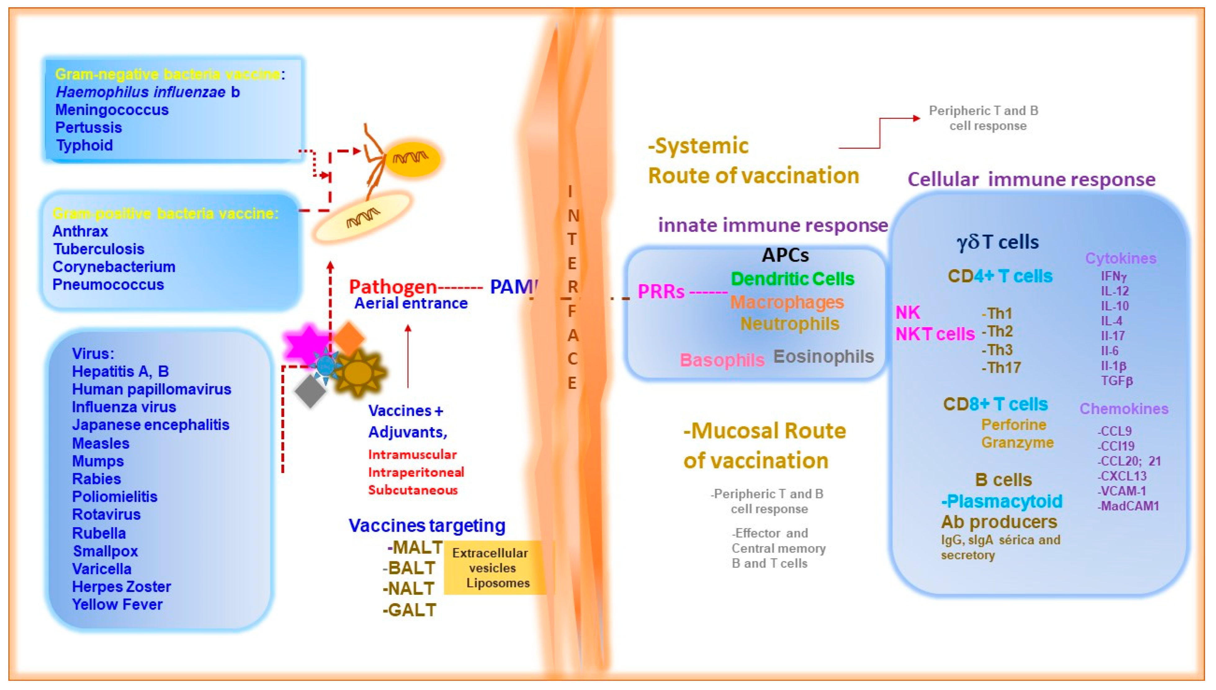 Vaccines 13 00418 g002