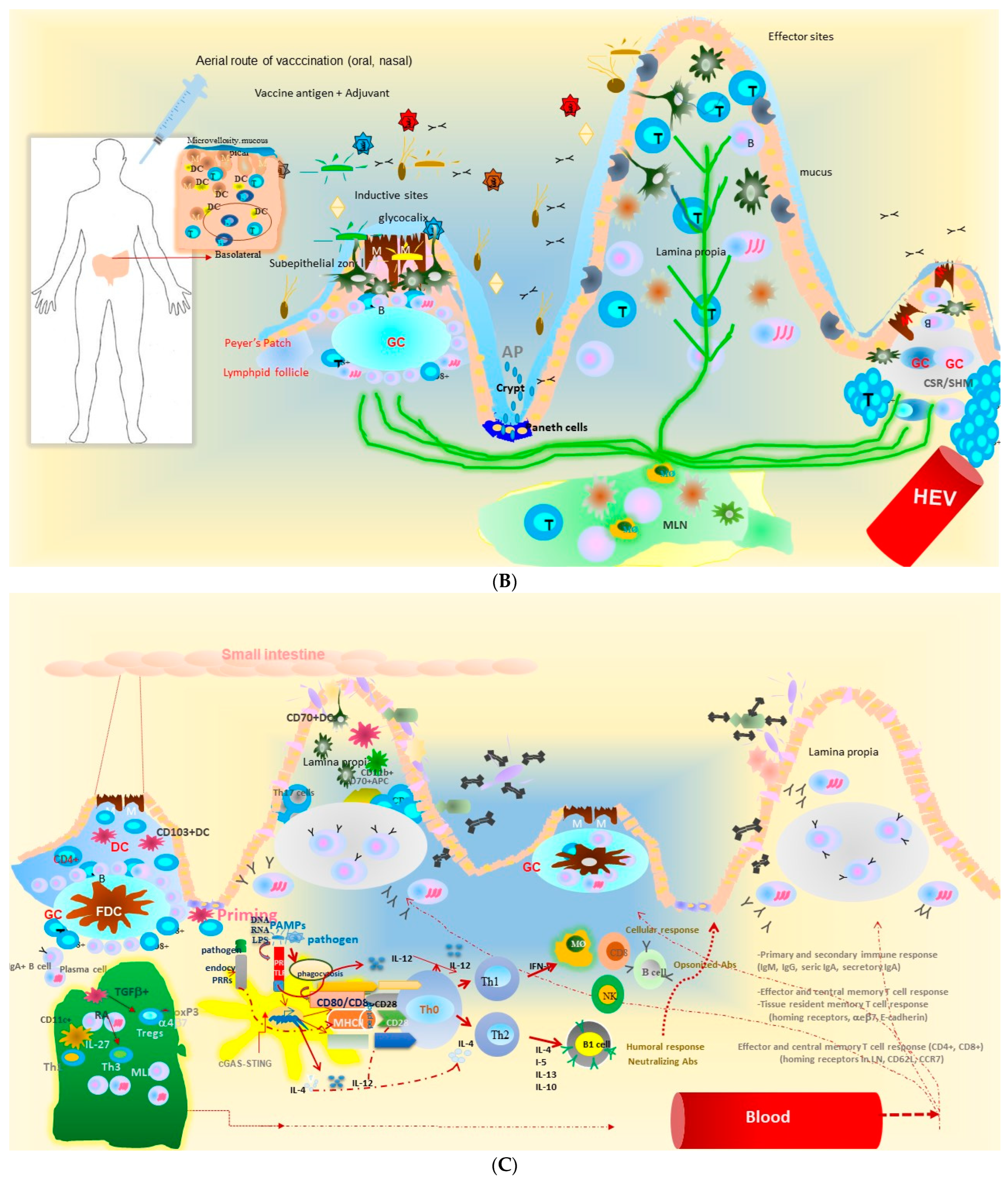 Vaccines 13 00418 g003b