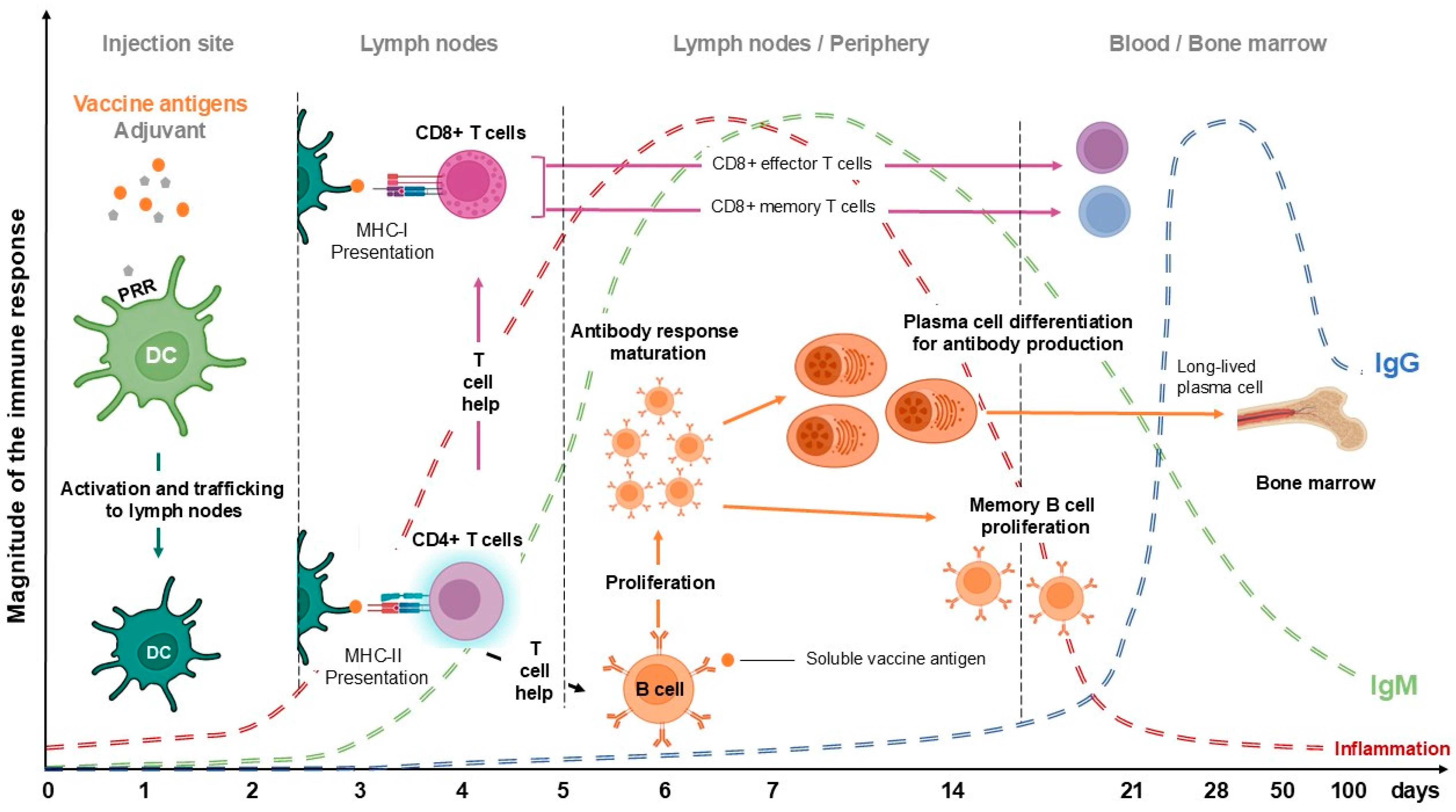 Vaccines 13 00420 g001