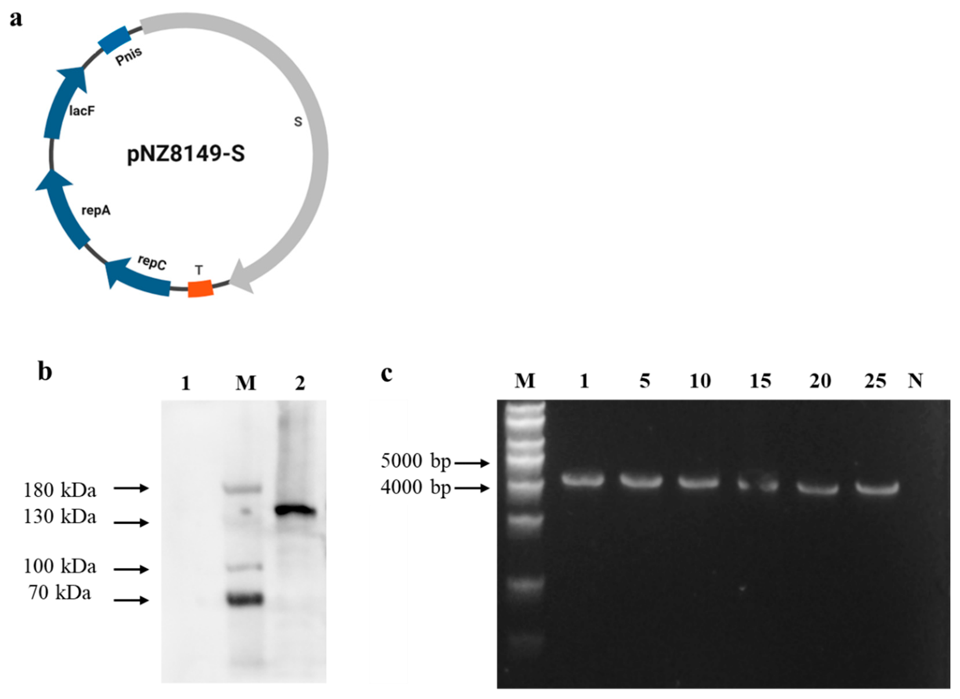 Vaccines 13 00421 g001