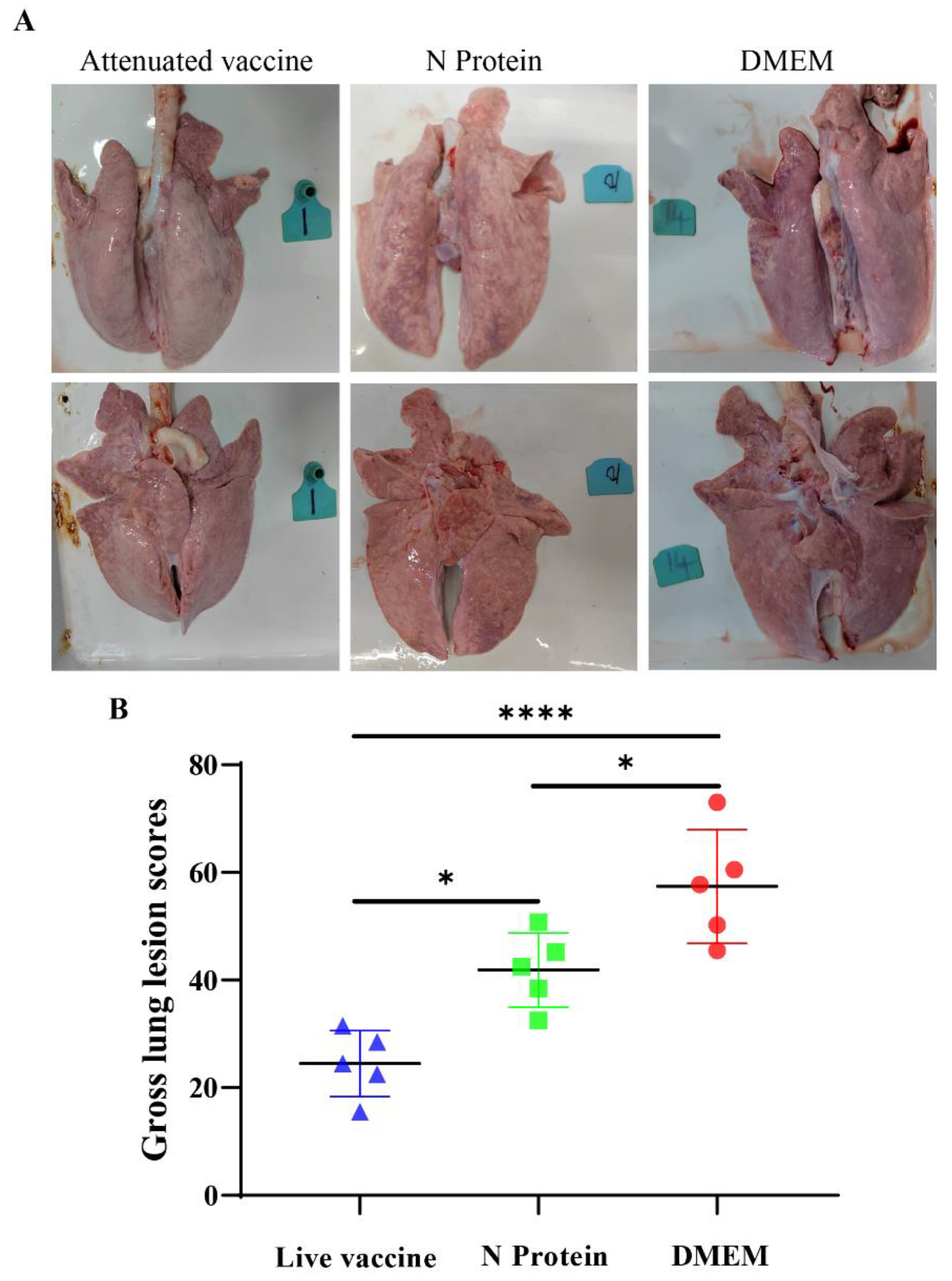 Vaccines 13 00441 g004