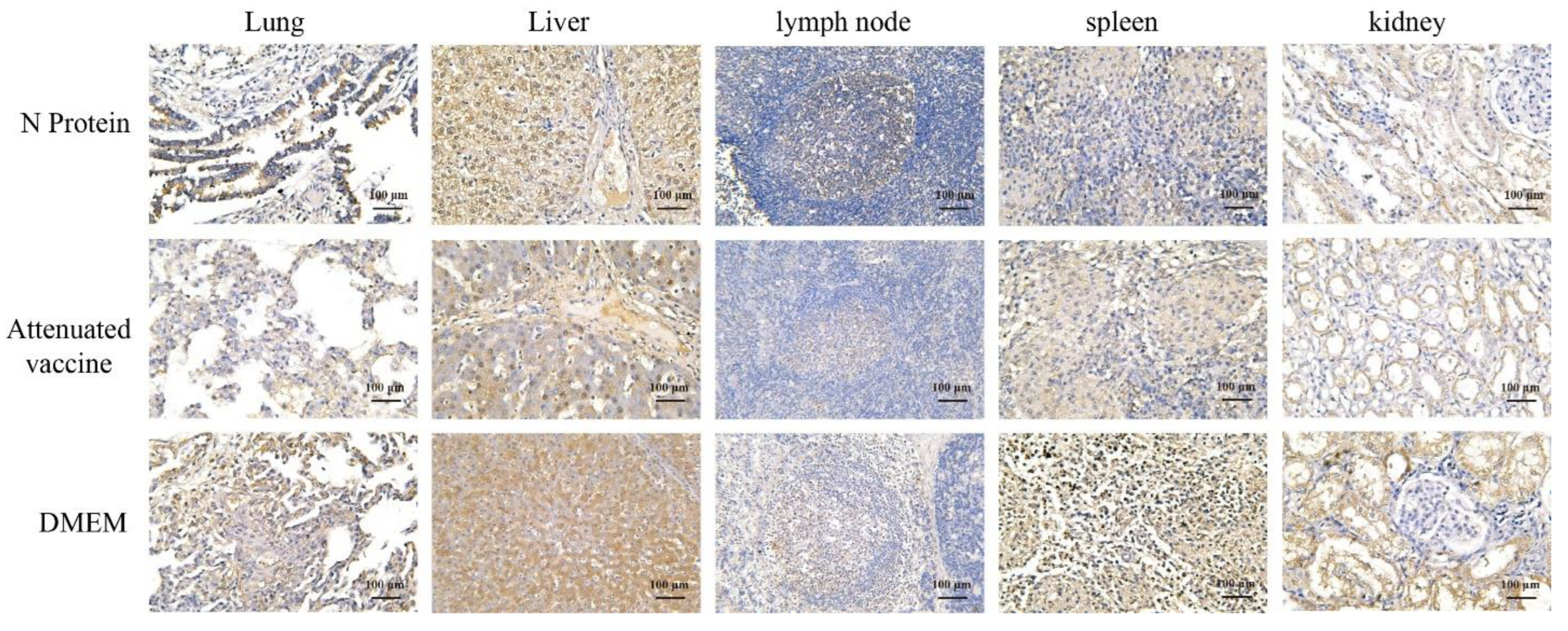 Vaccines 13 00441 g006