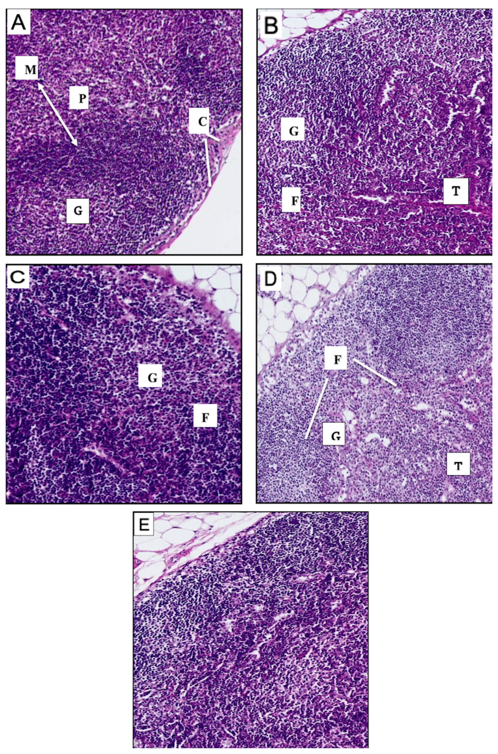 Vaccines 13 00474 g008 Vaccines 13 00474 g008