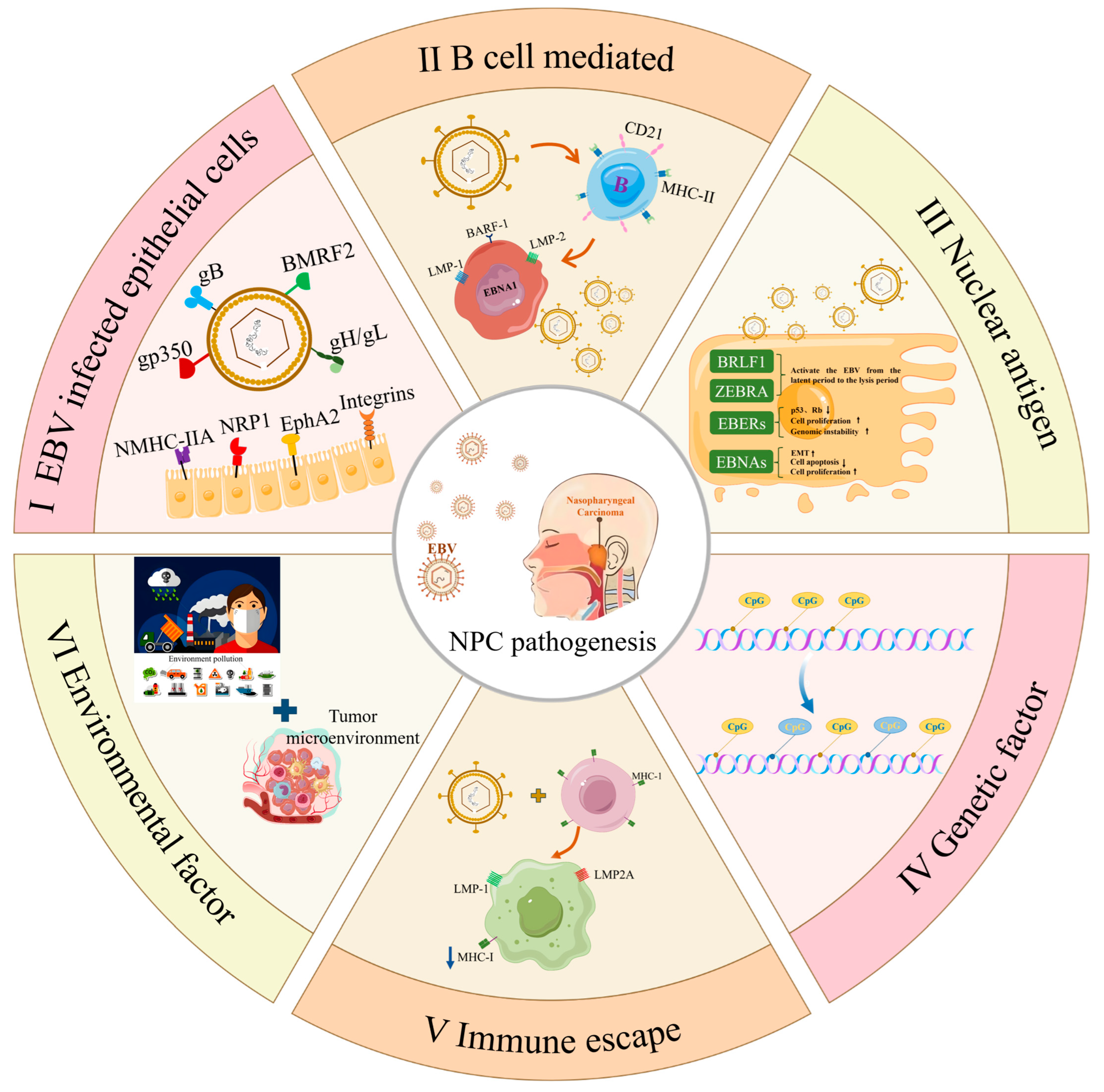 Vaccines 13 00478 g001