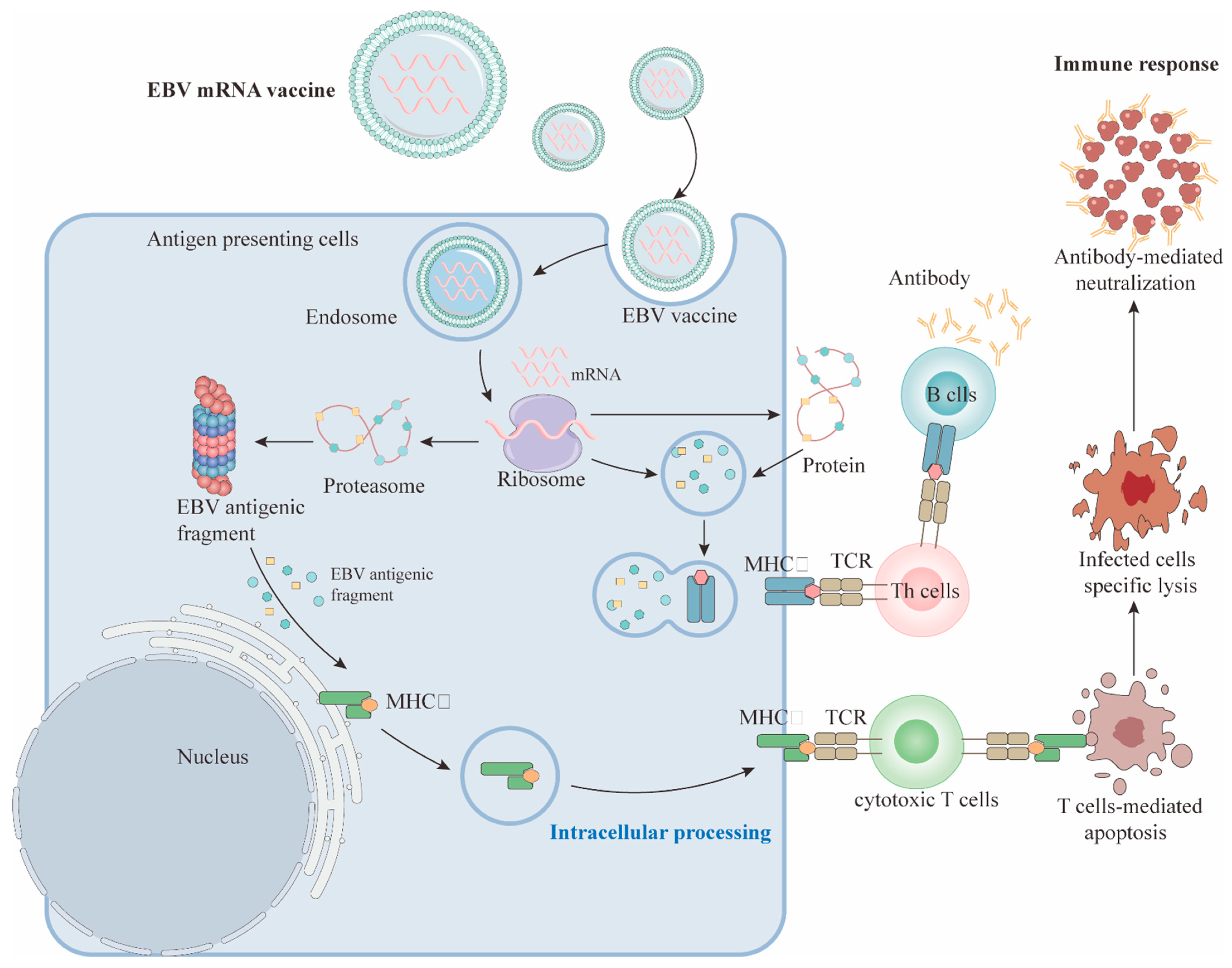 Vaccines 13 00478 g002