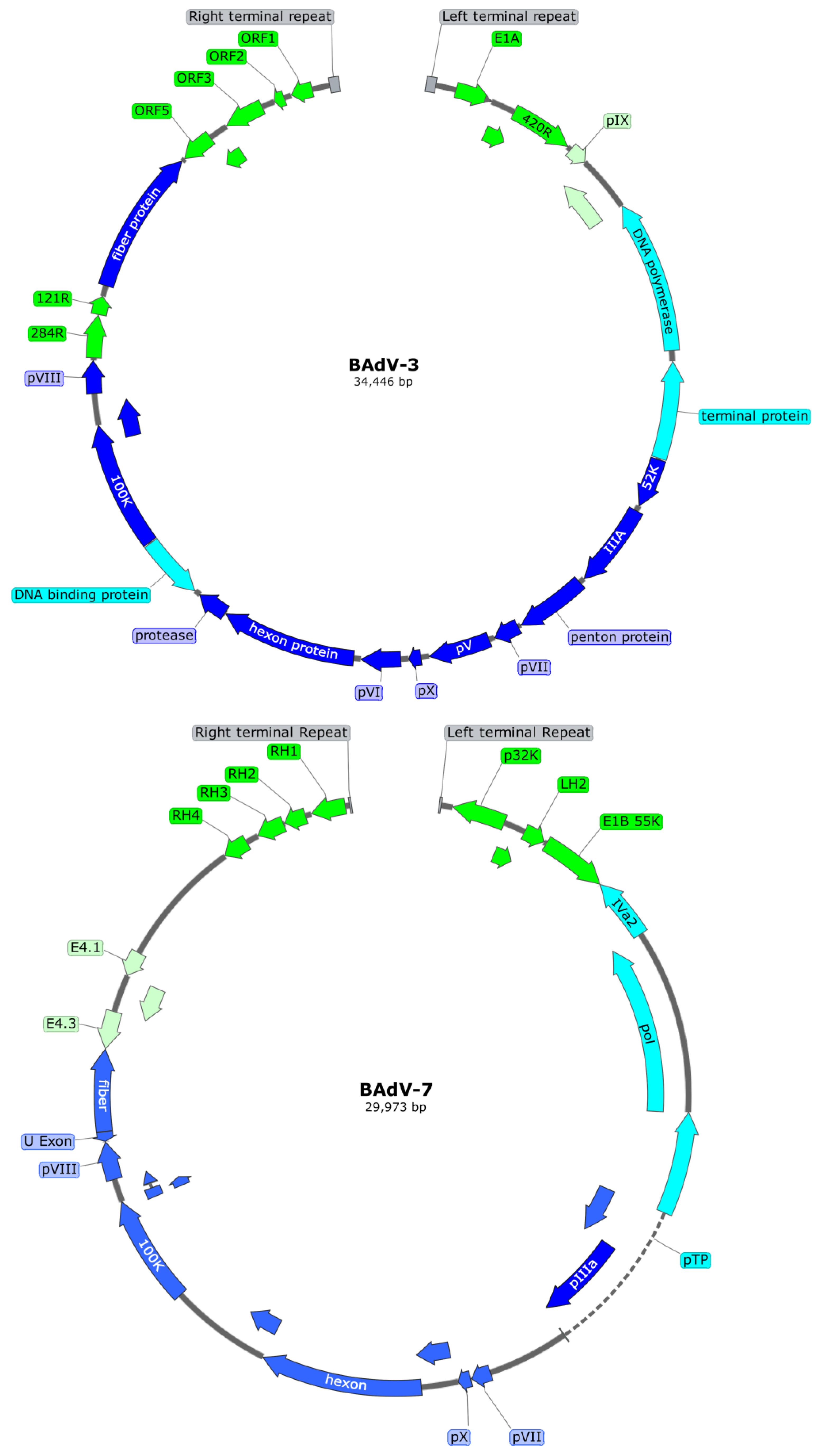 Vaccines 13 00494 g003