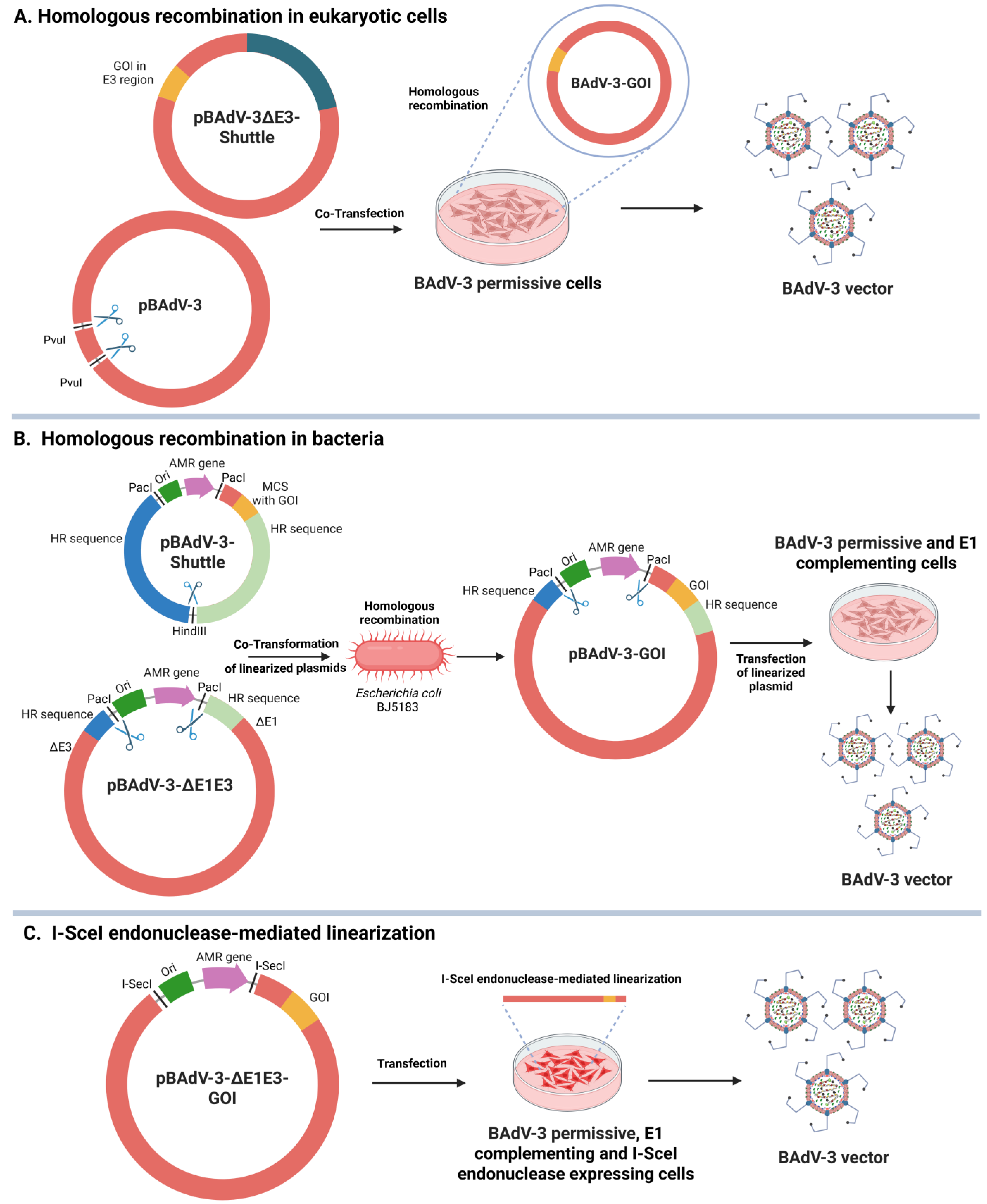 Vaccines 13 00494 g004