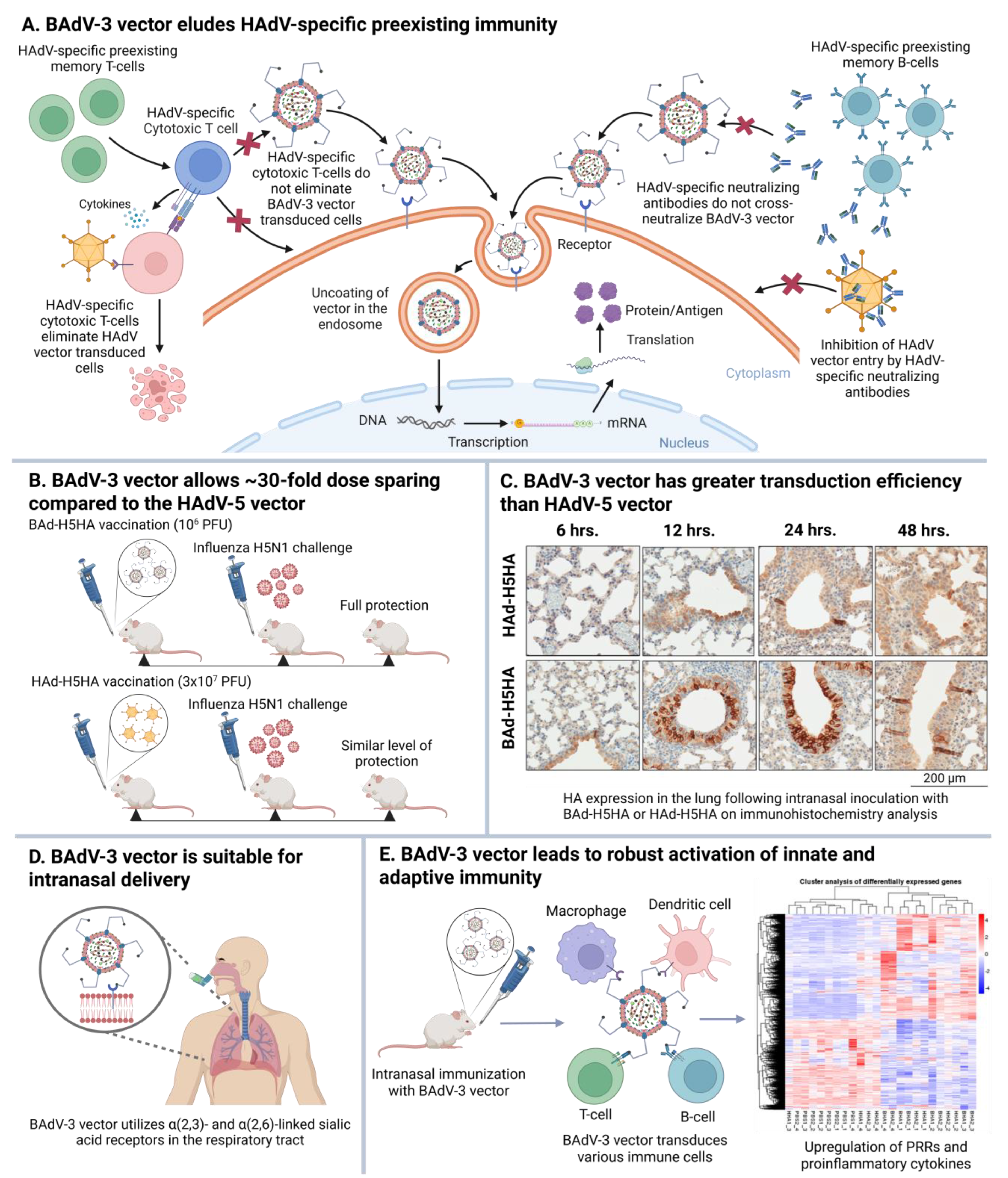 Vaccines 13 00494 g005