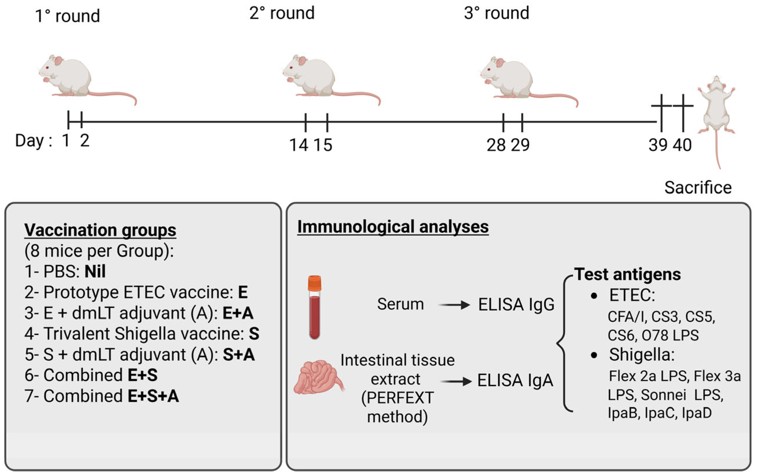 Vaccines 13 00513 g001