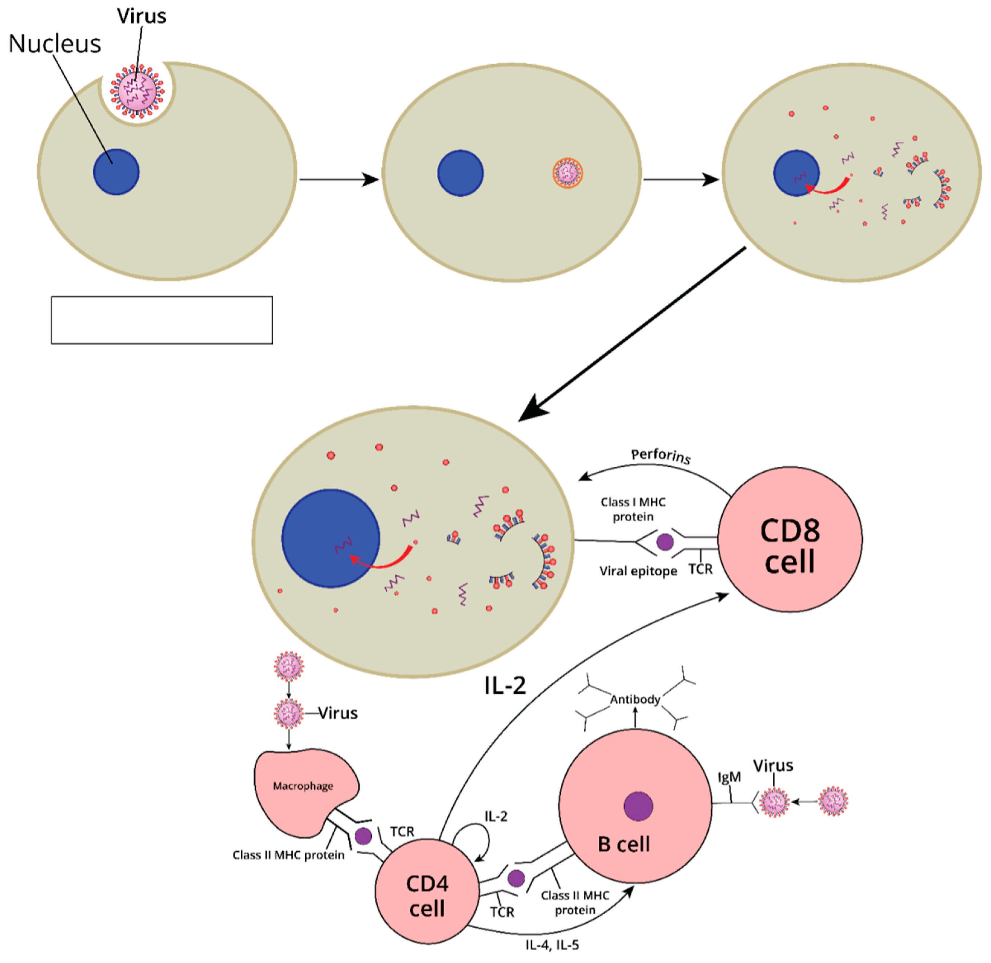 Vaccines 13 00524 g002