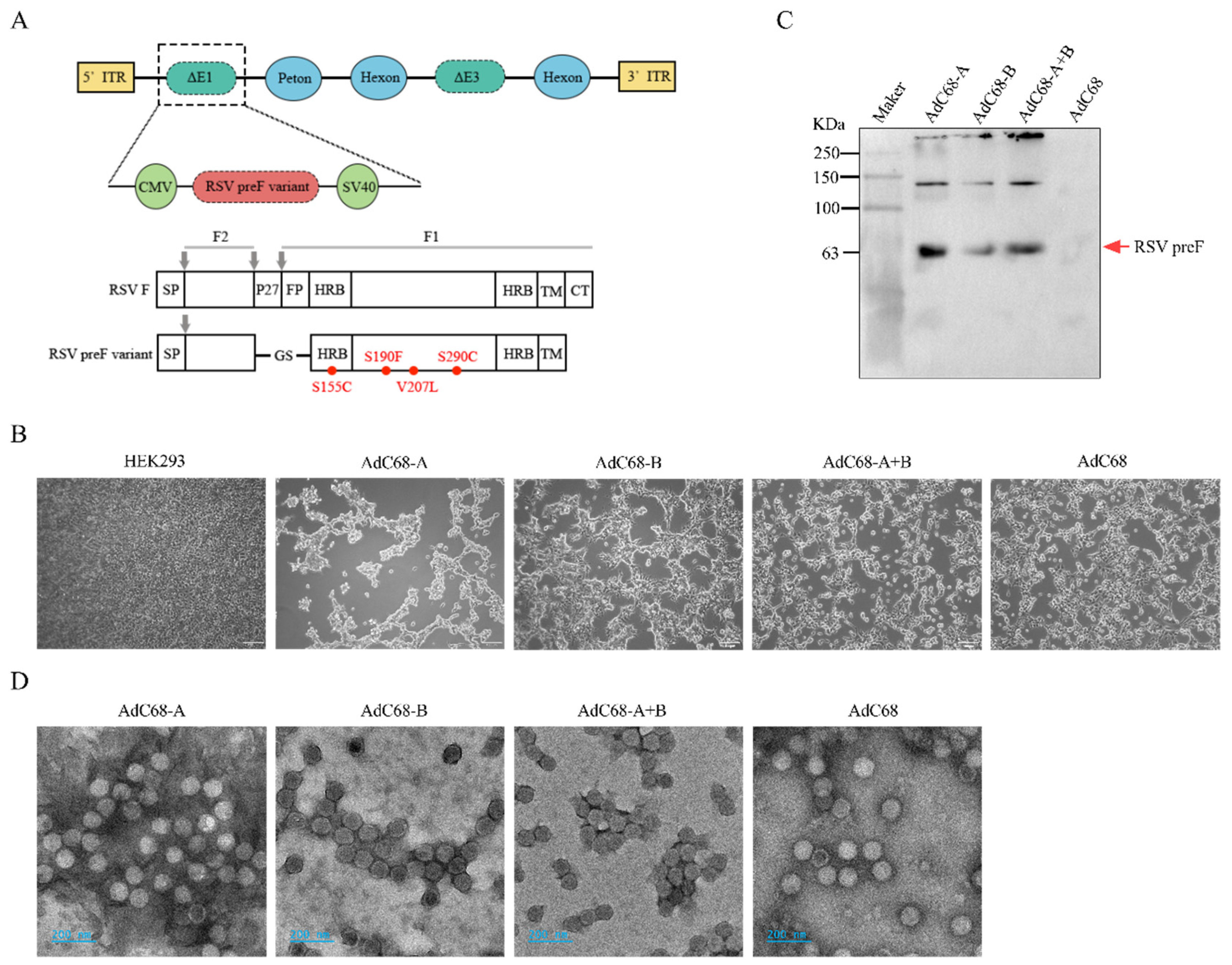 Vaccines 13 00528 g001