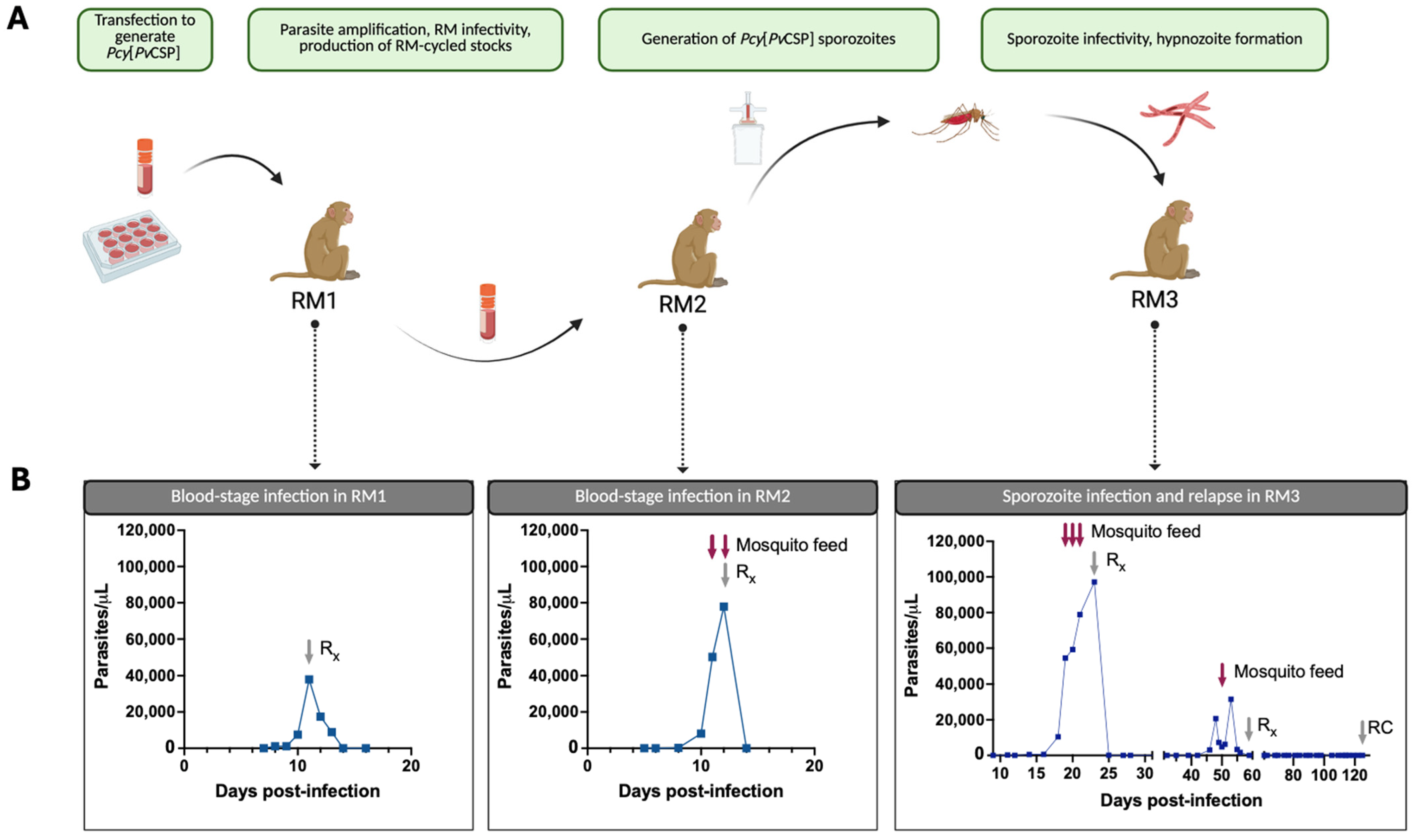Vaccines 13 00536 g002