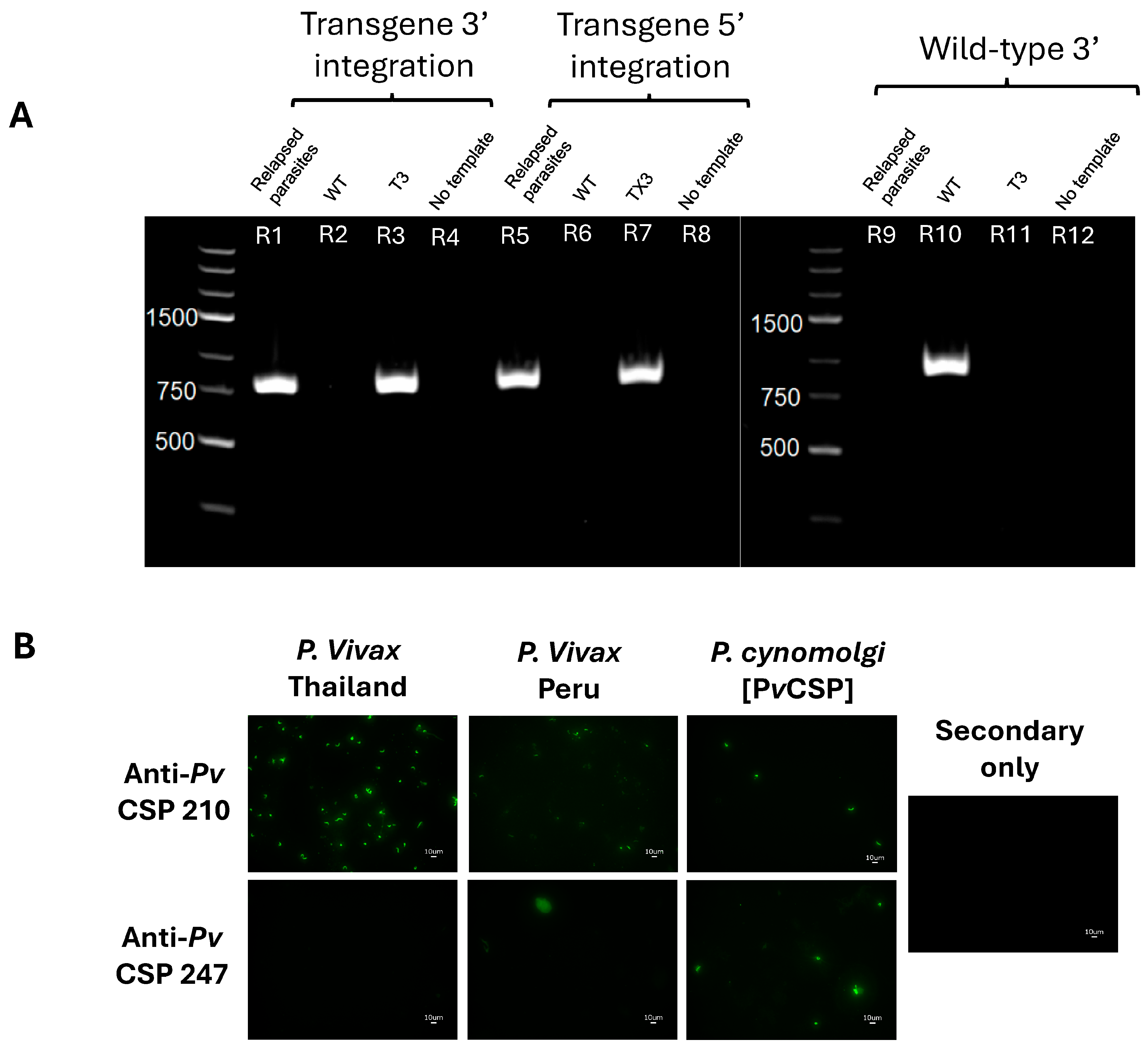 Vaccines 13 00536 g003