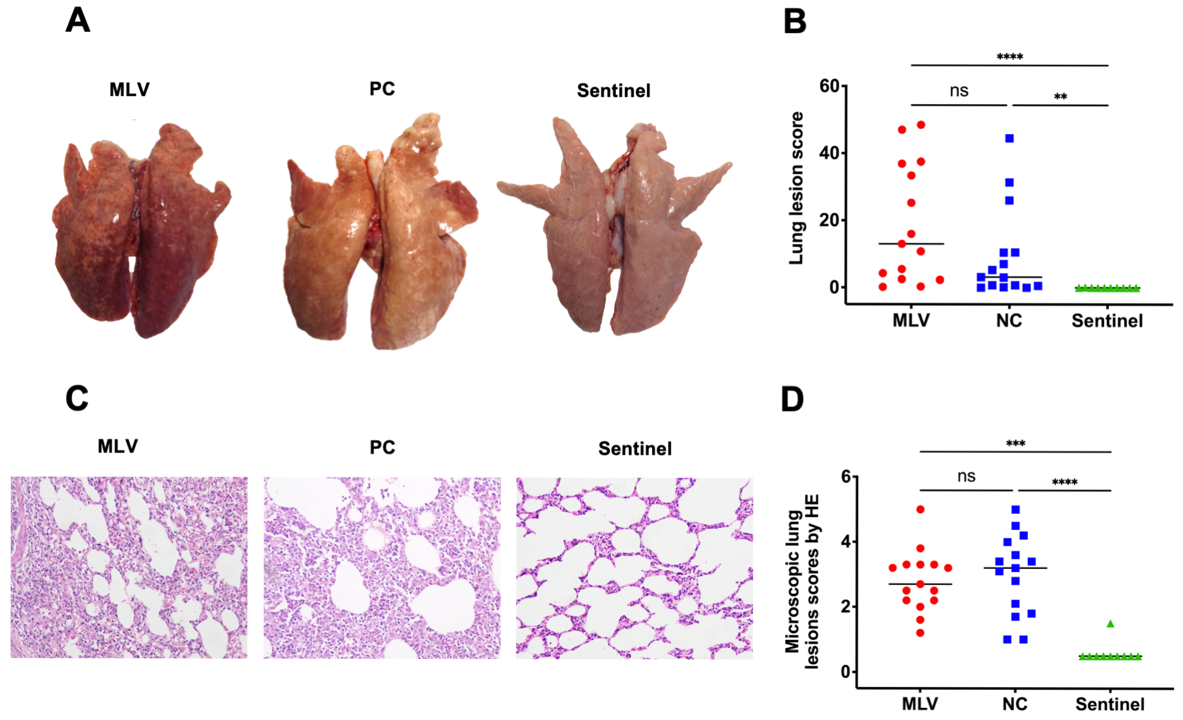 Vaccines 13 00538 g002