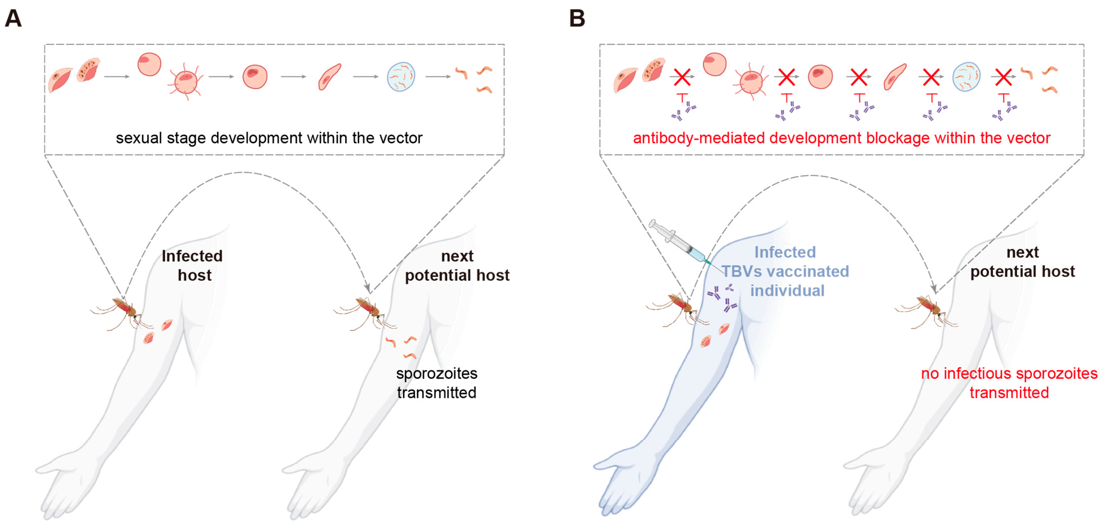 Vaccines 13 00542 g002