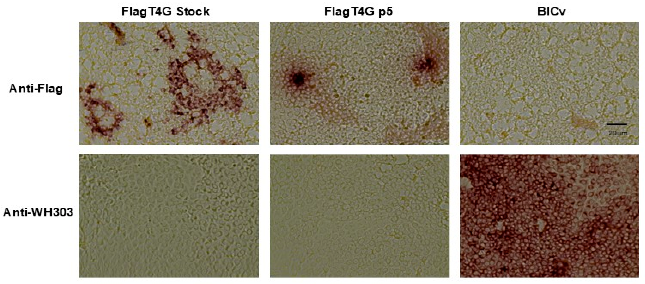 Vaccines 13 00544 g002