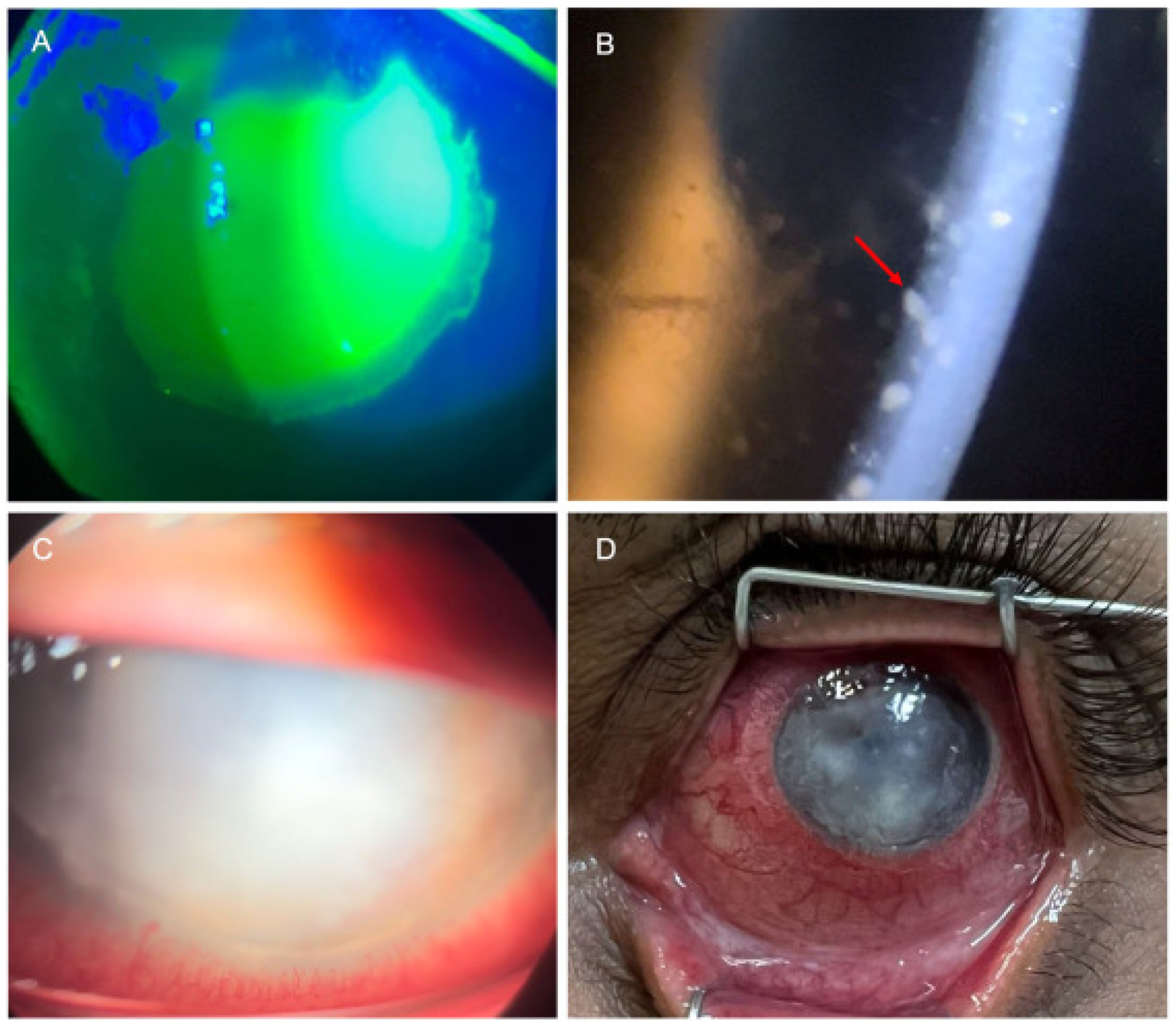 Vaccines 13 00546 g003