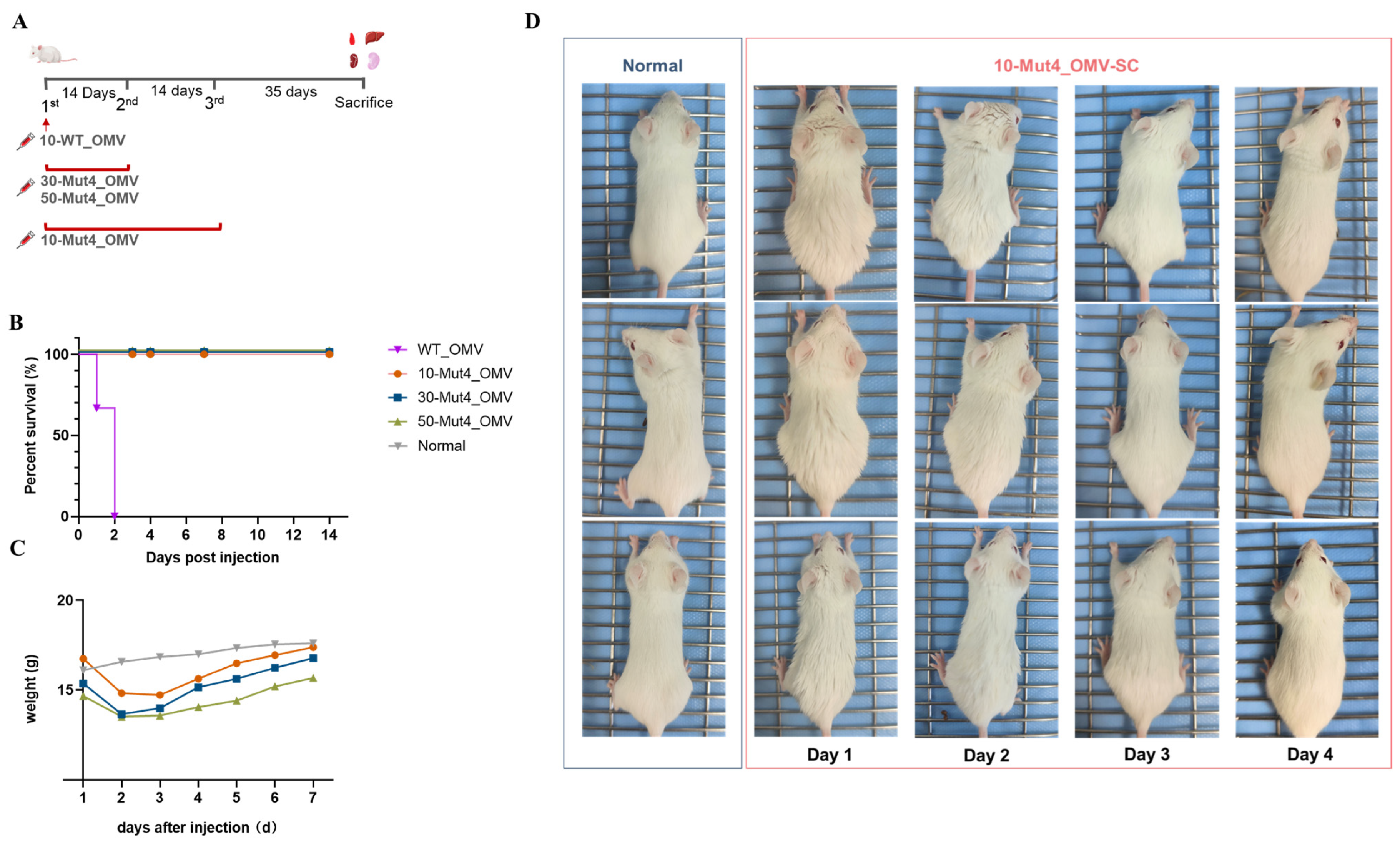 Vaccines 13 00552 g002