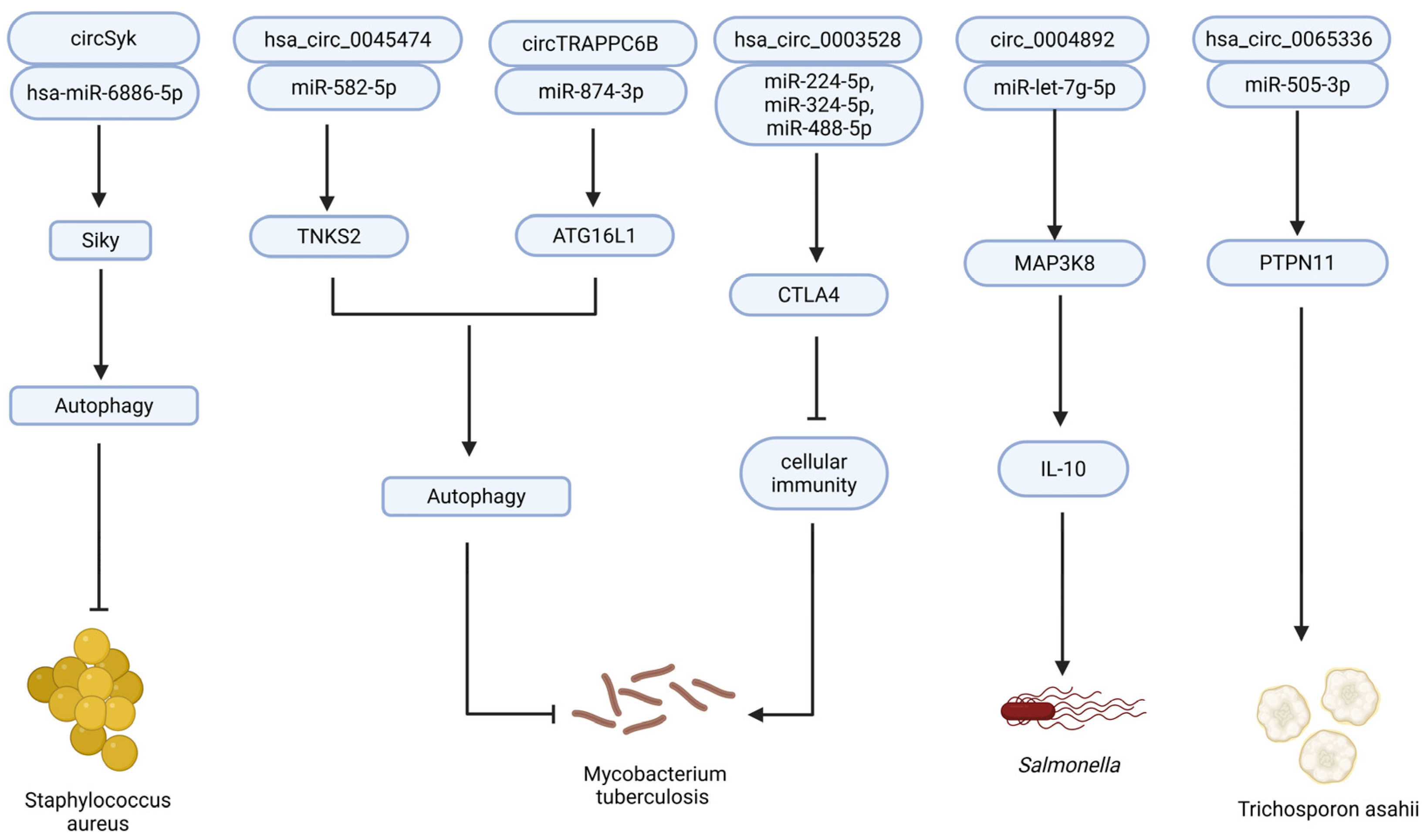 Vaccines 13 00563 g005