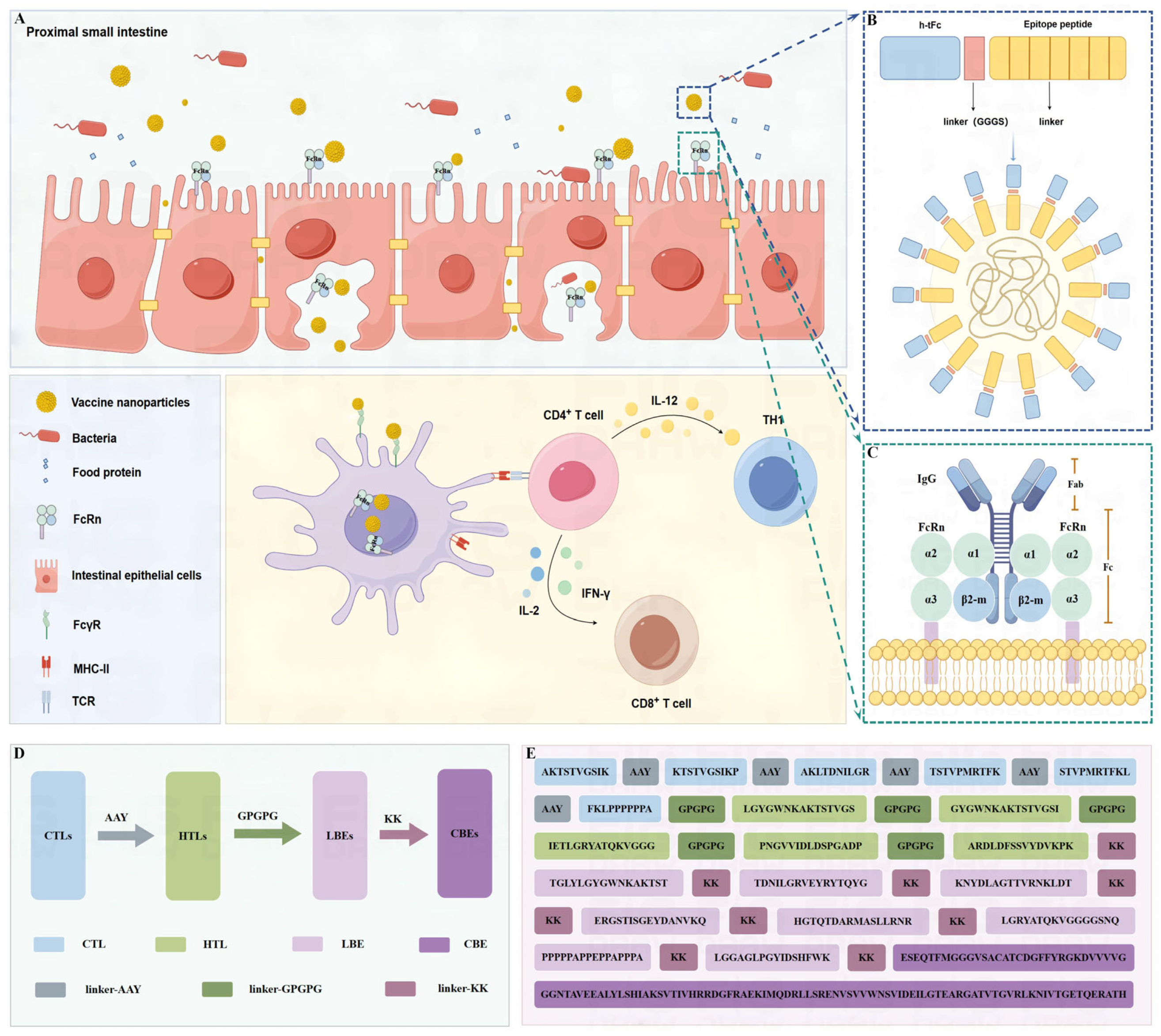Vaccines 13 00567 g001