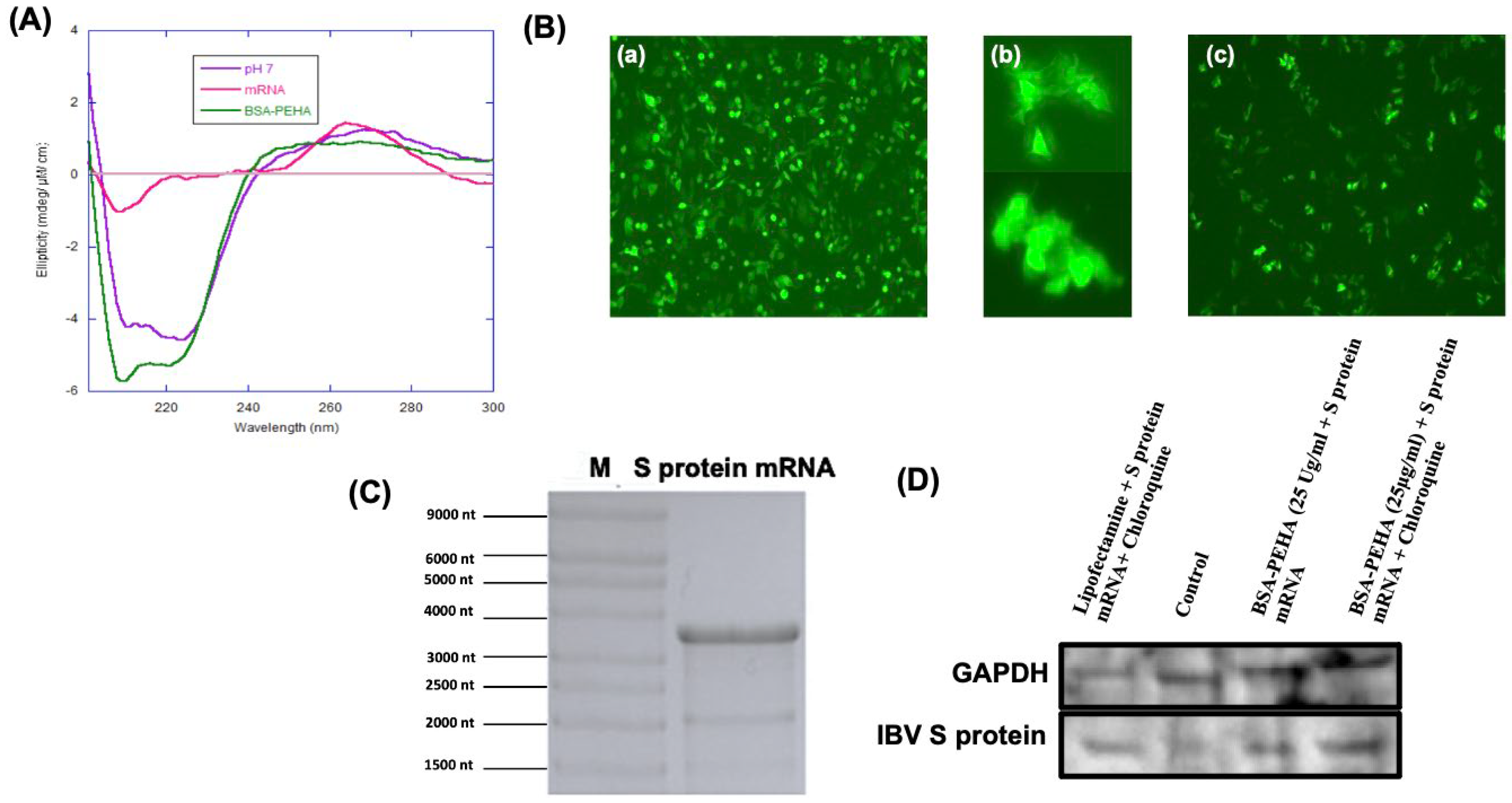 Vaccines 13 00568 g003