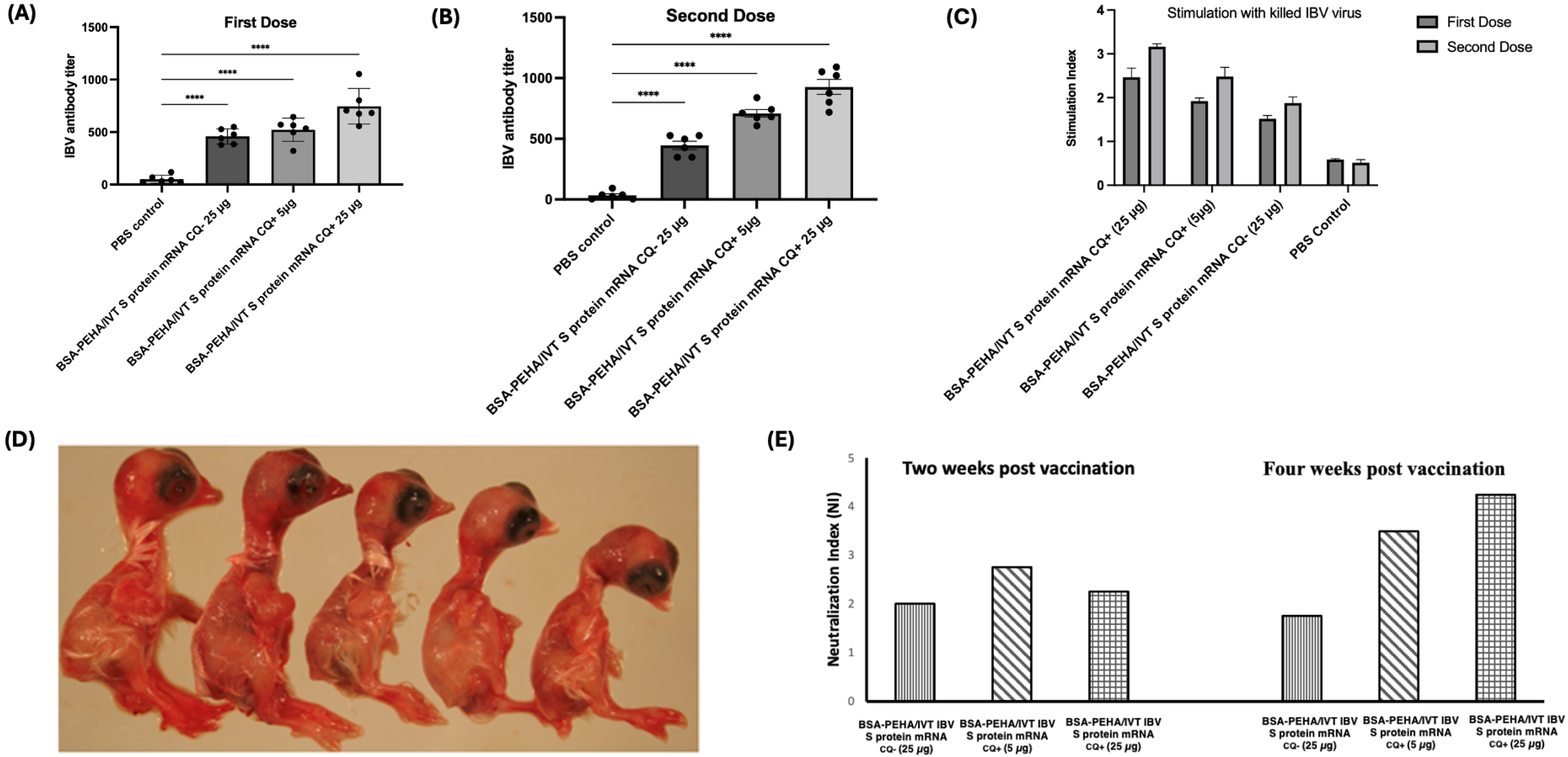 Vaccines 13 00568 g004