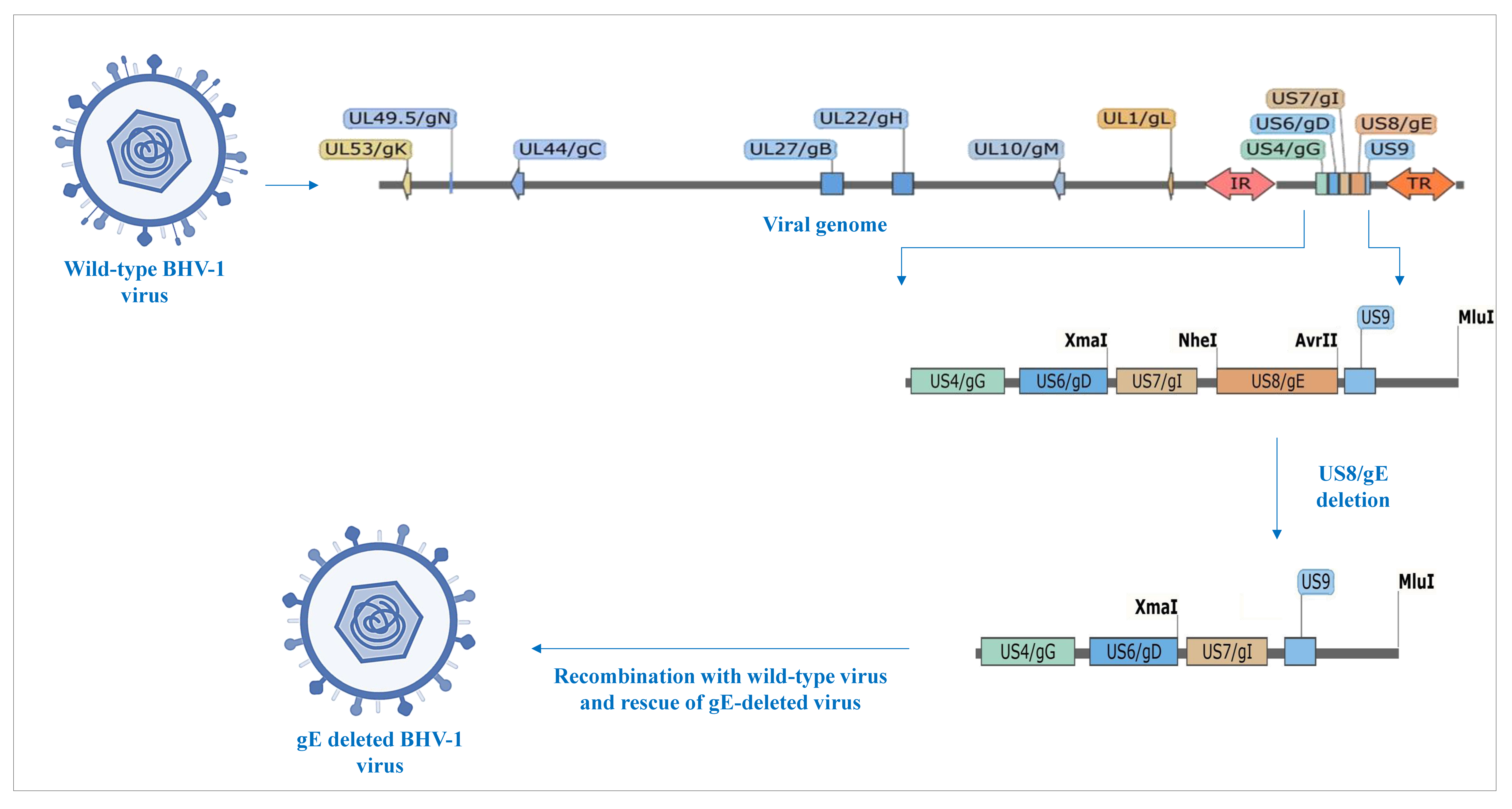 Vaccines 13 00579 g001
