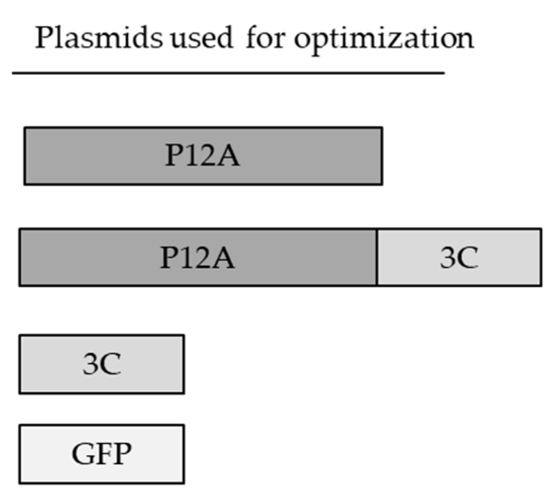 Vaccines 13 00581 g001