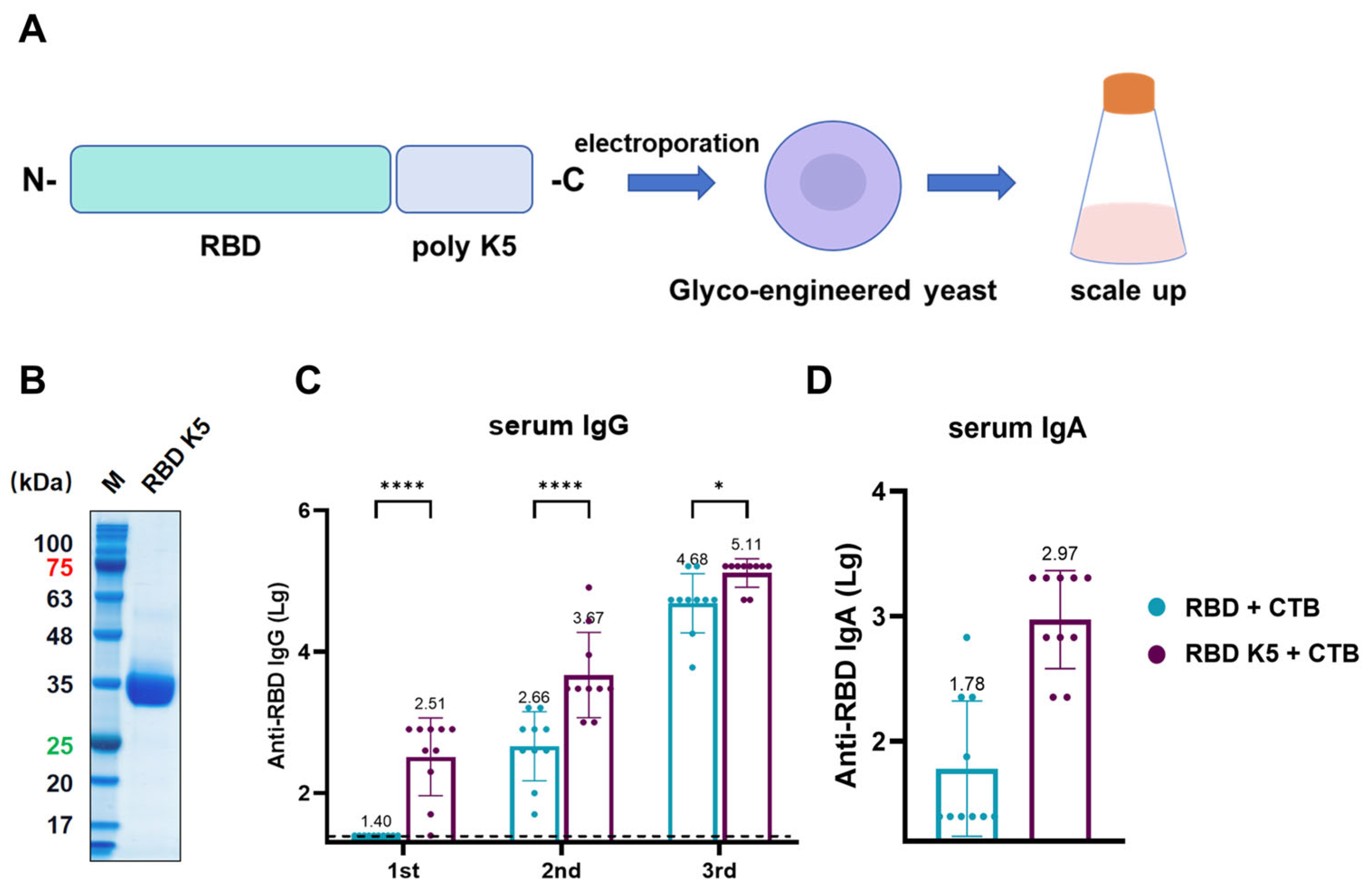Vaccines 13 00582 g008