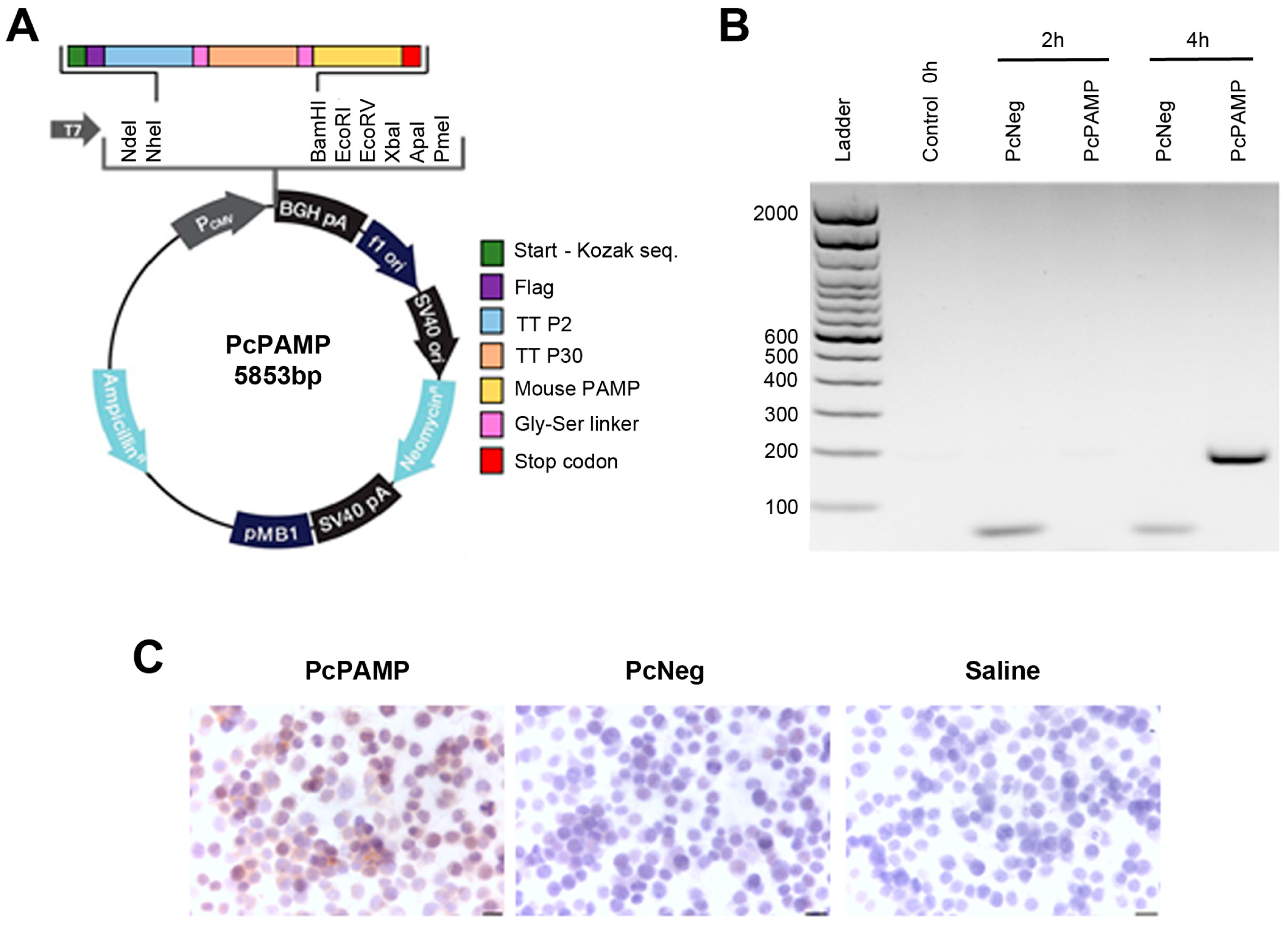 Vaccines 13 00586 g001