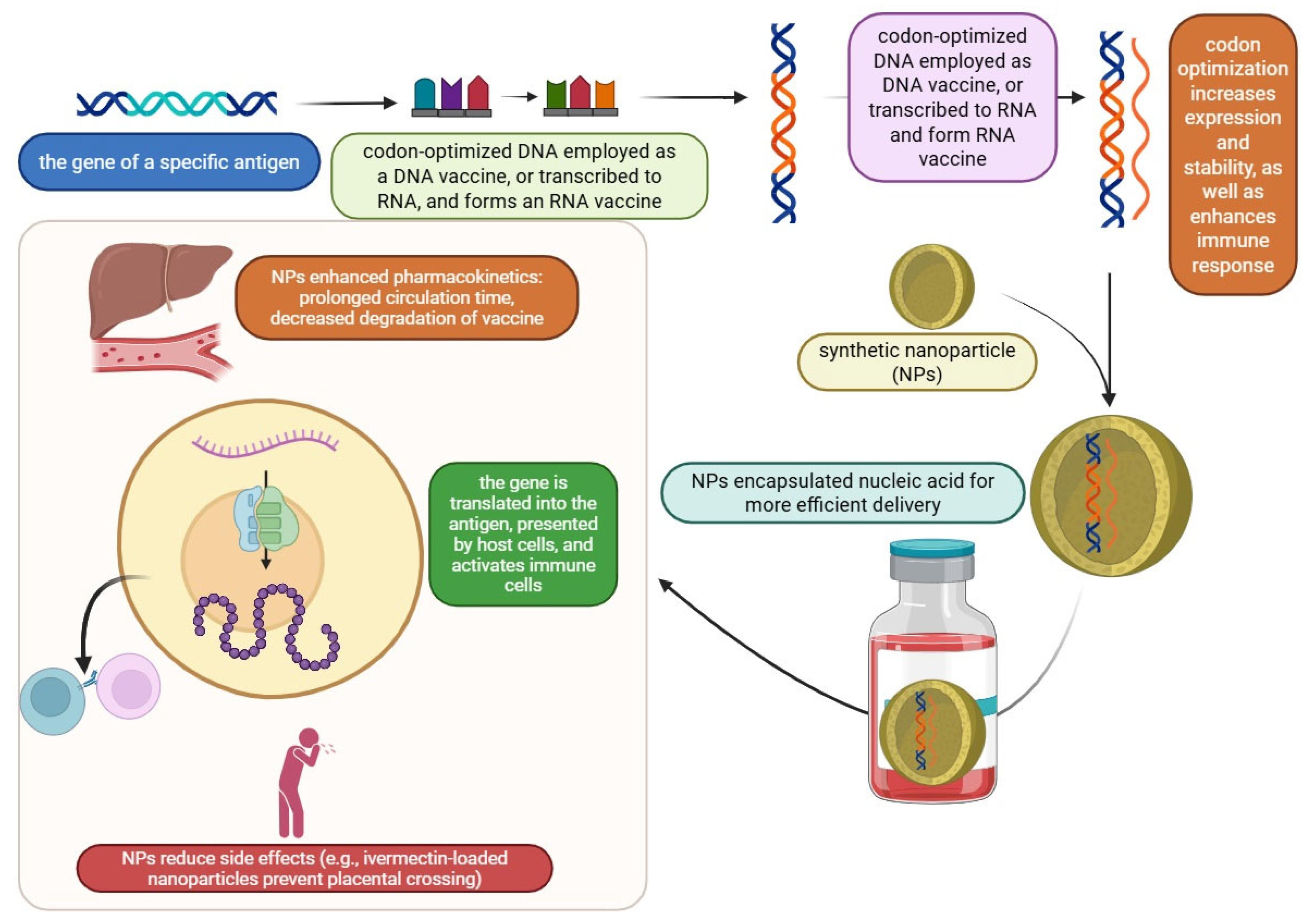Vaccines 13 00588 g003