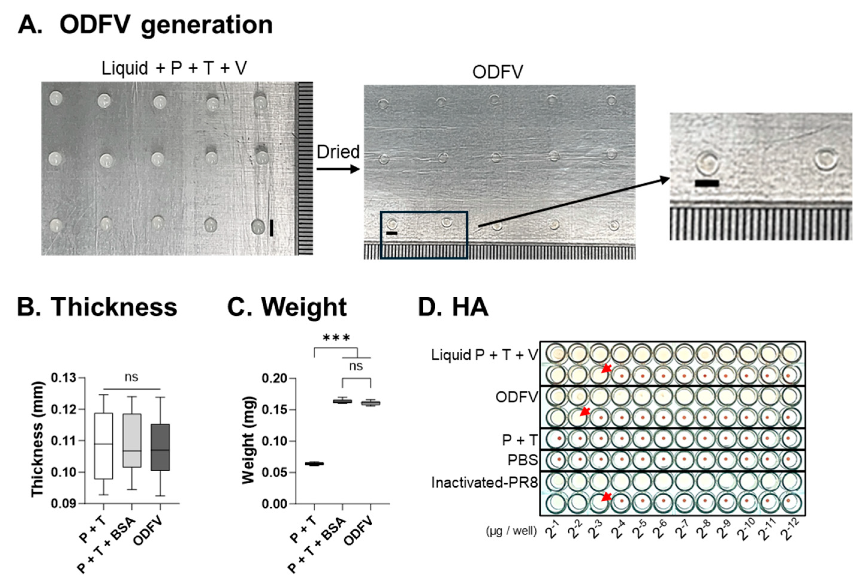 Vaccines 13 00600 g001